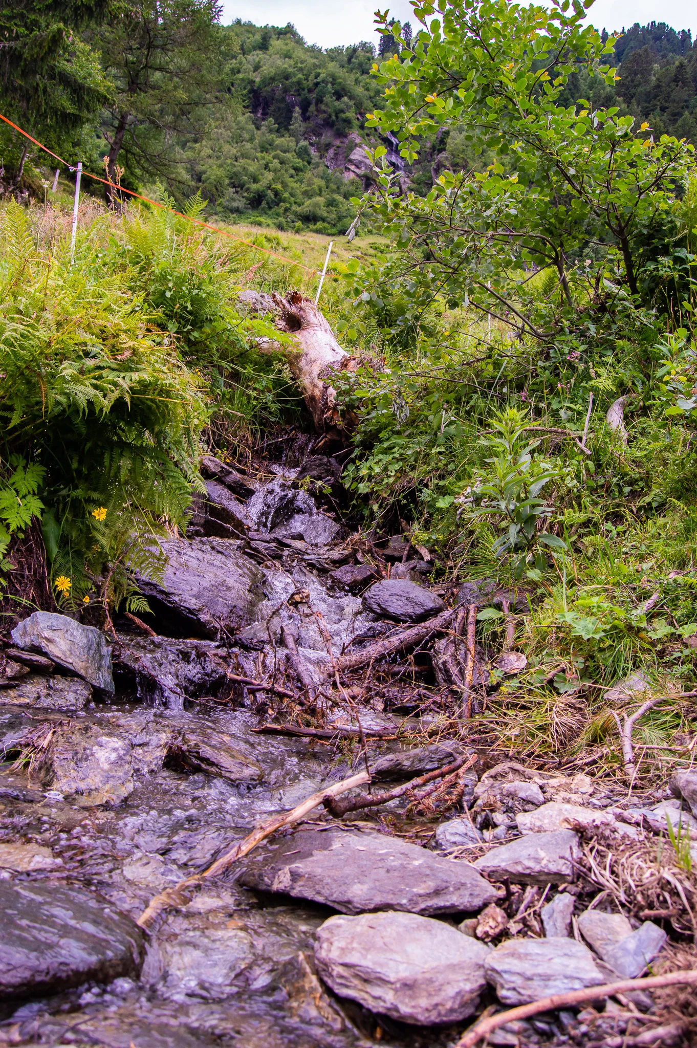 DSC_0498.jpg