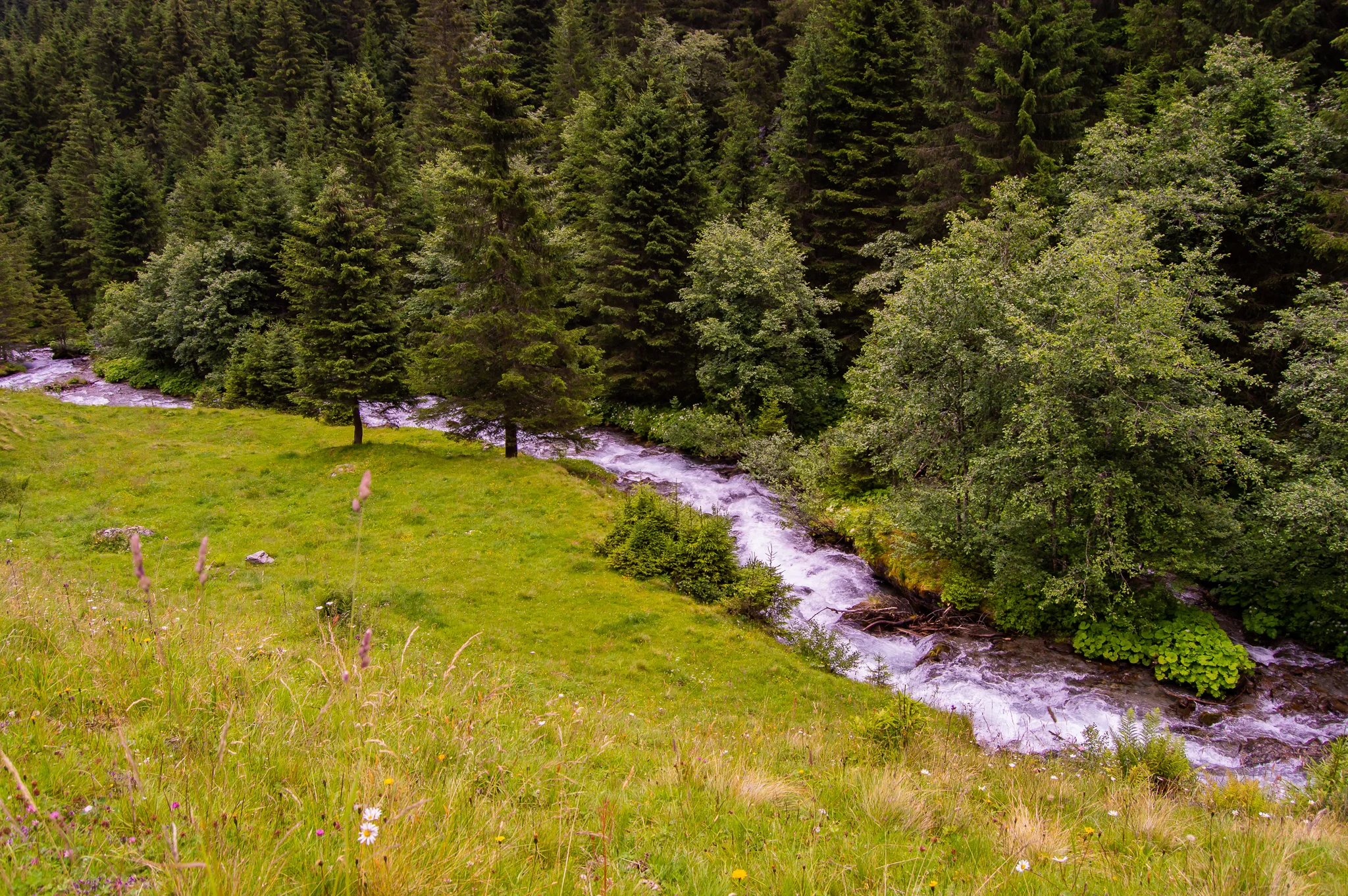DSC_0501.jpg