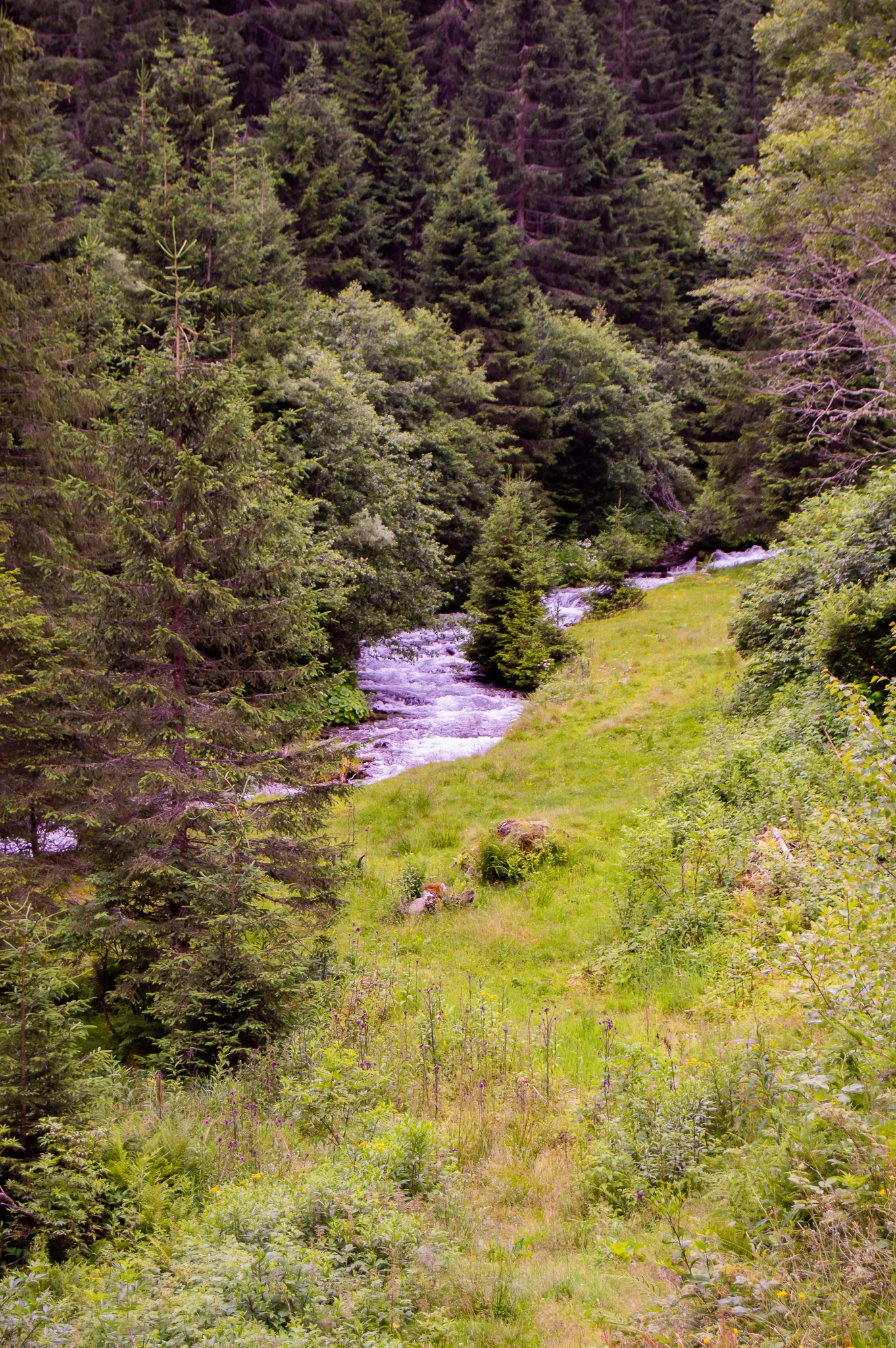 DSC_0514.jpg