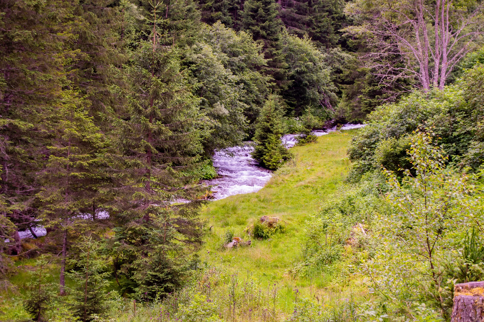 DSC_0515.jpg