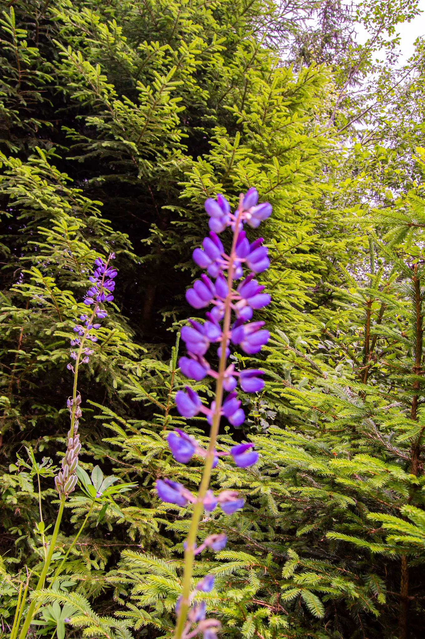 DSC_0517.jpg
