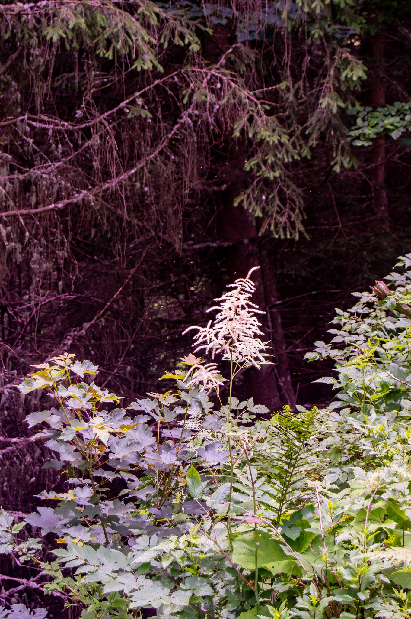 DSC_0518.jpg