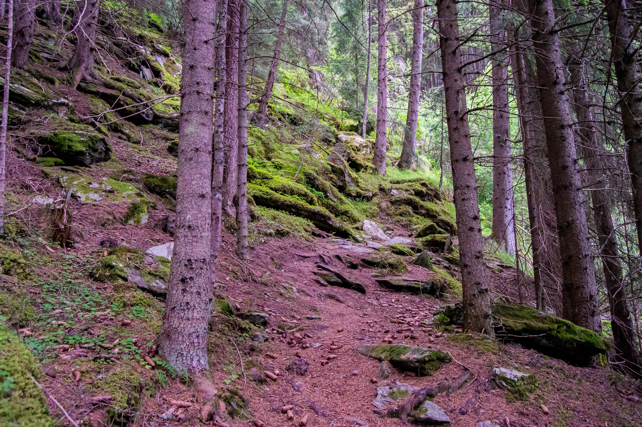 DSC_0519.jpg