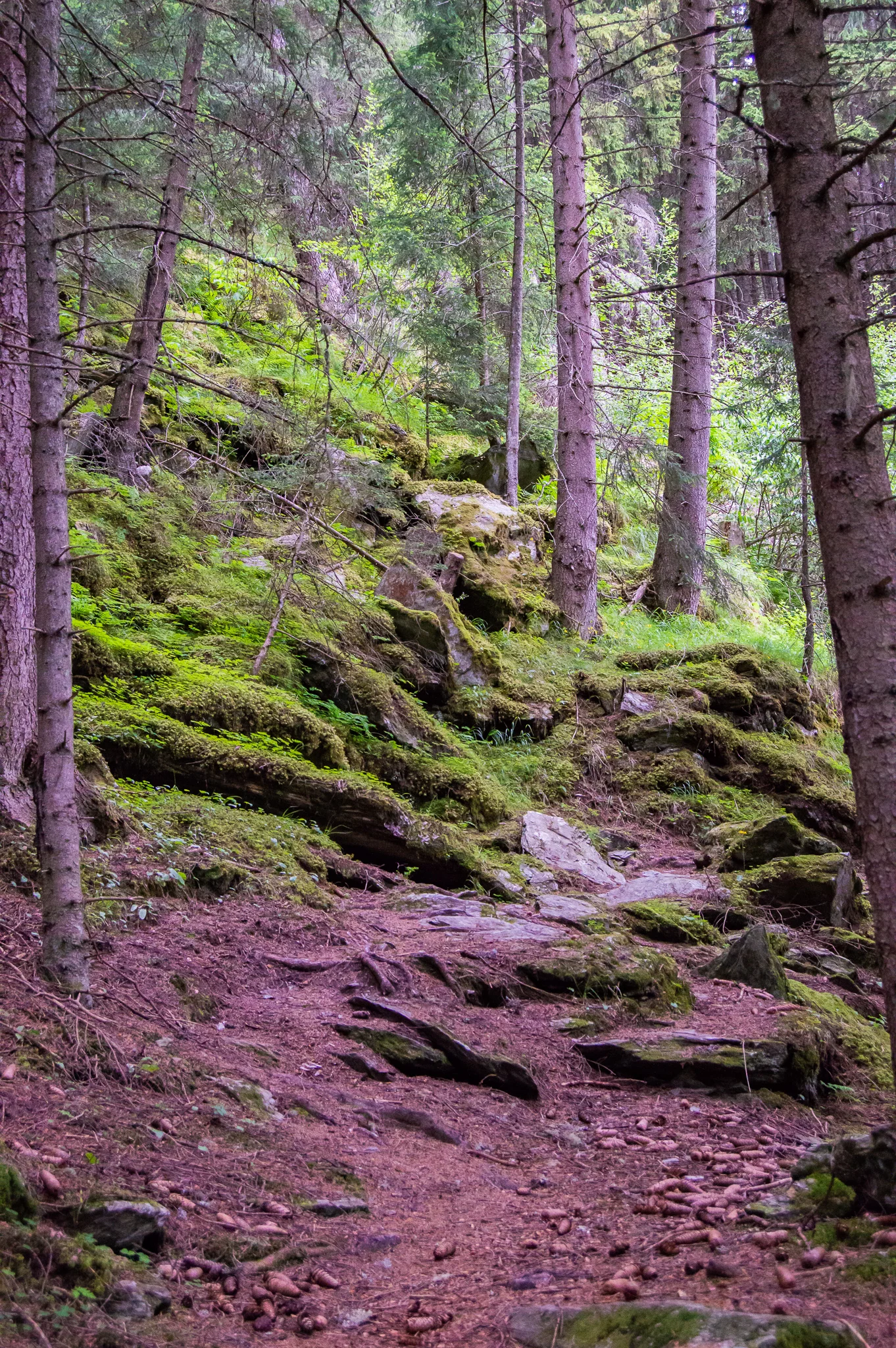 DSC_0520.jpg