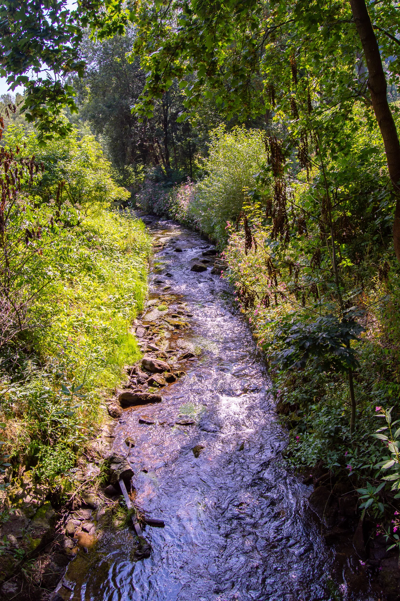 DSC_0136.jpg