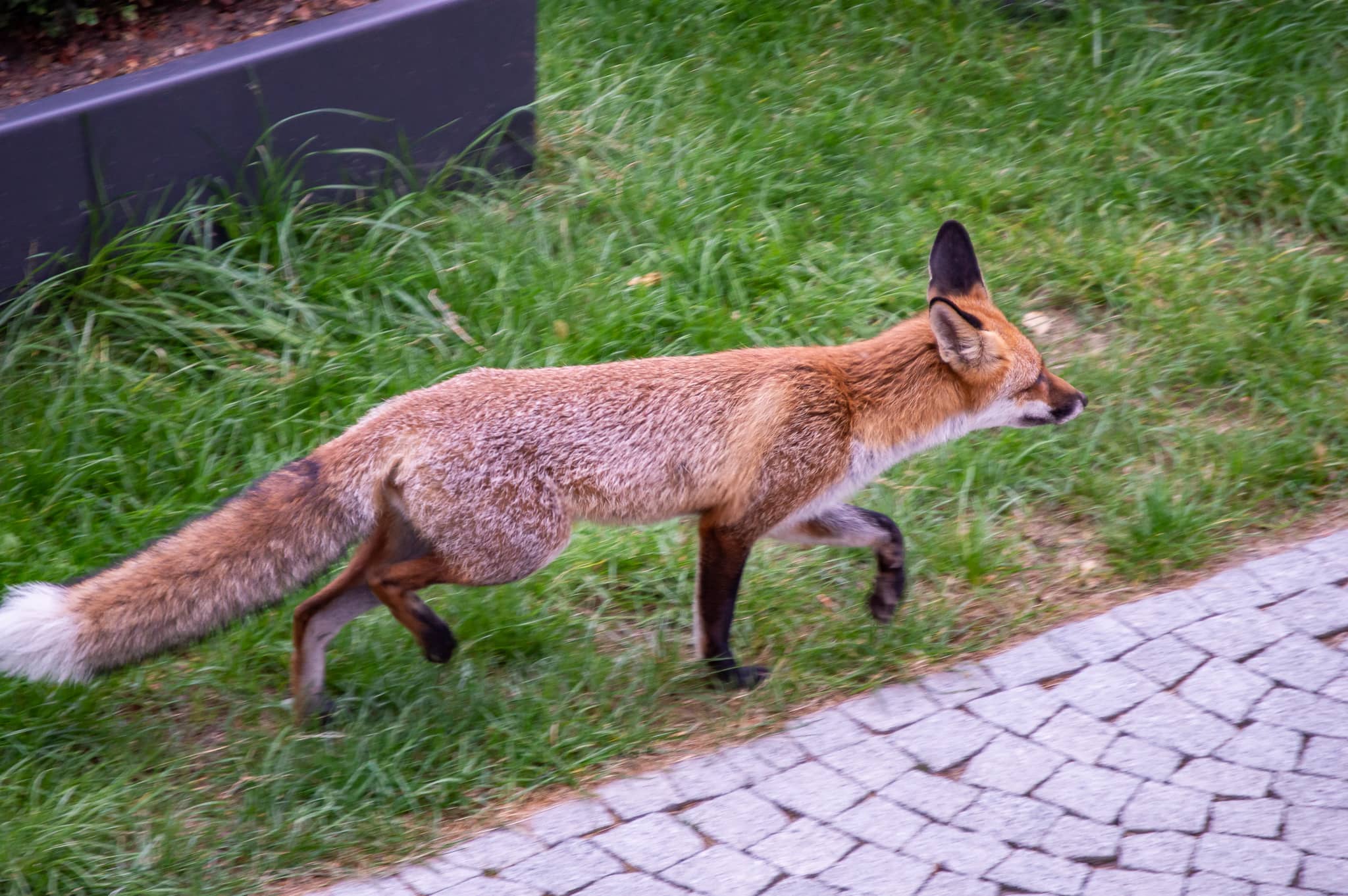 DSC_0806.jpg