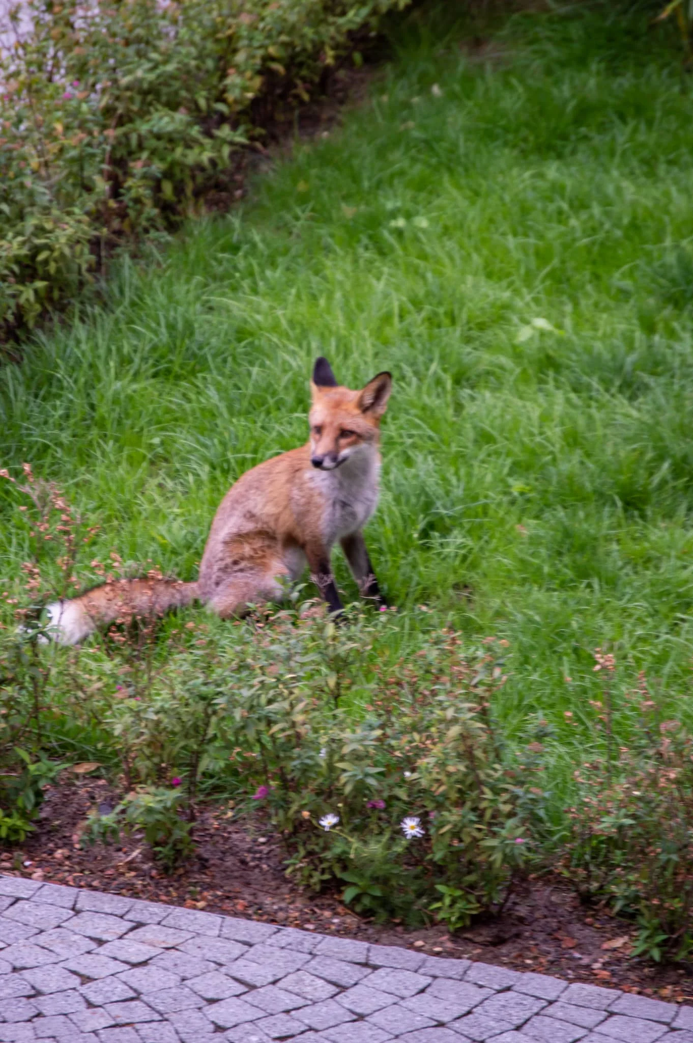 DSC_0807.jpg