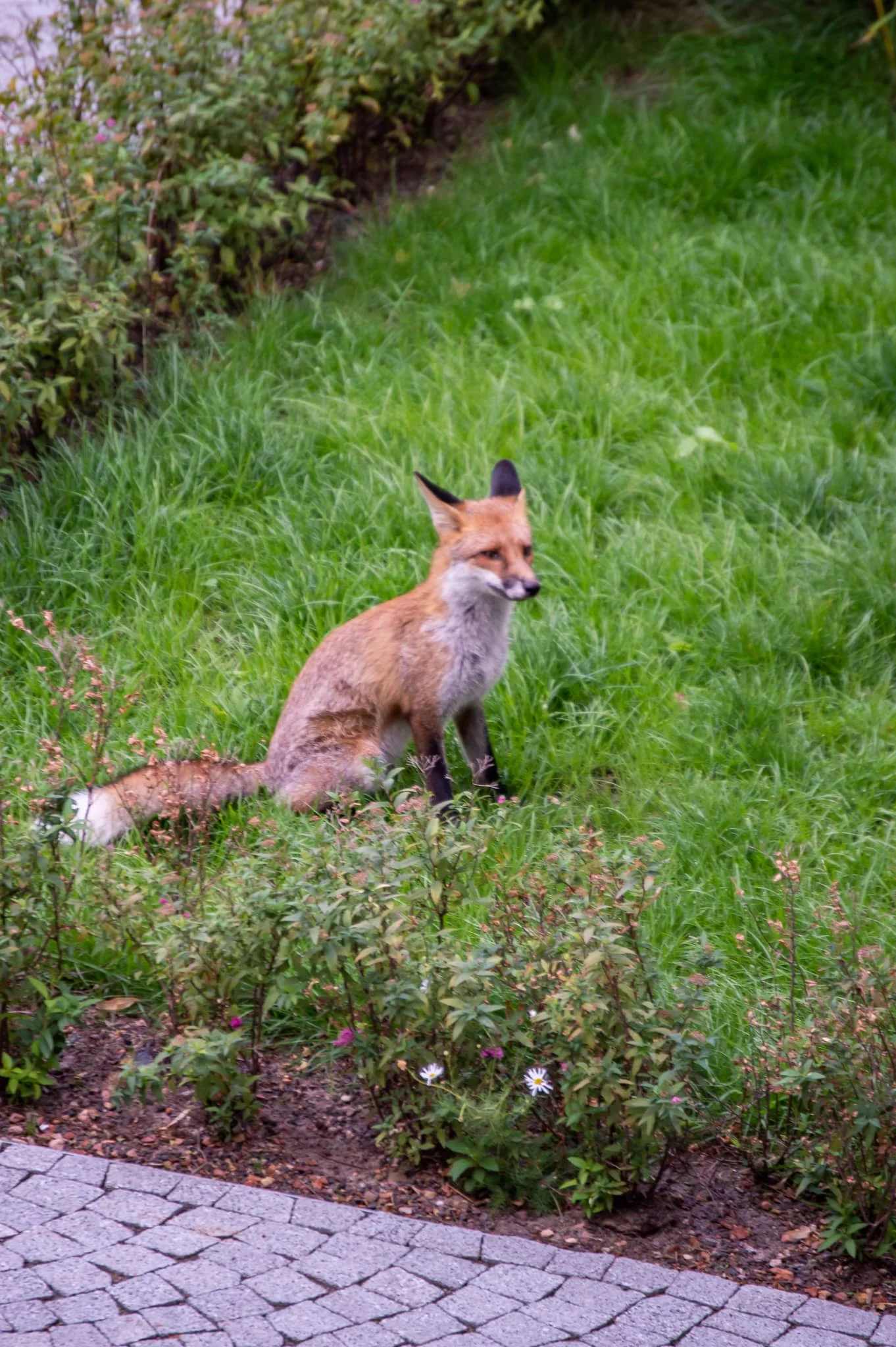 DSC_0808.jpg