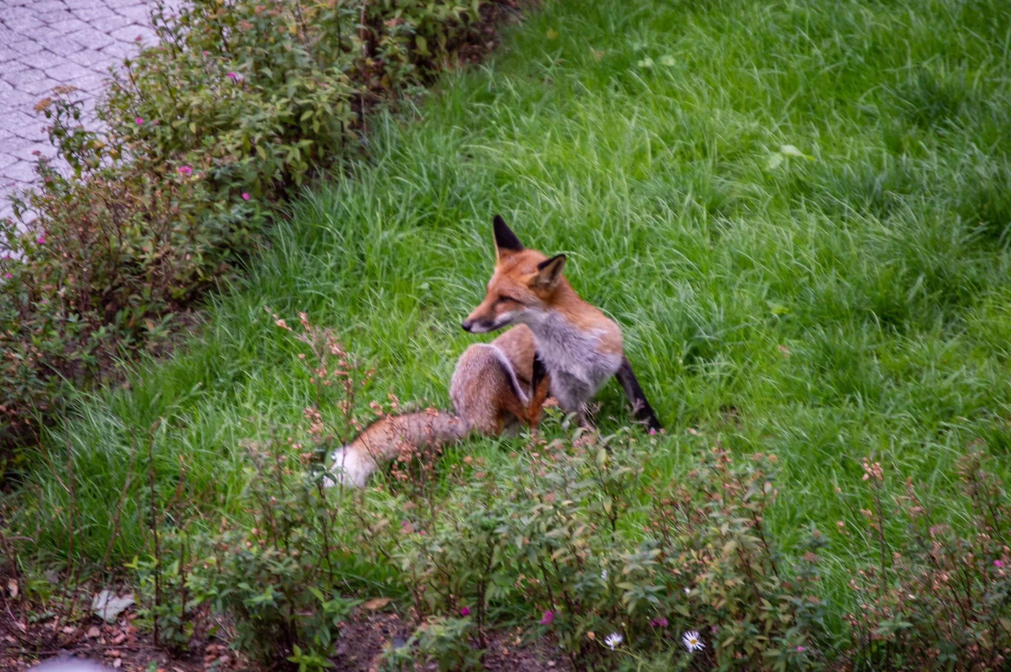 DSC_0809.jpg