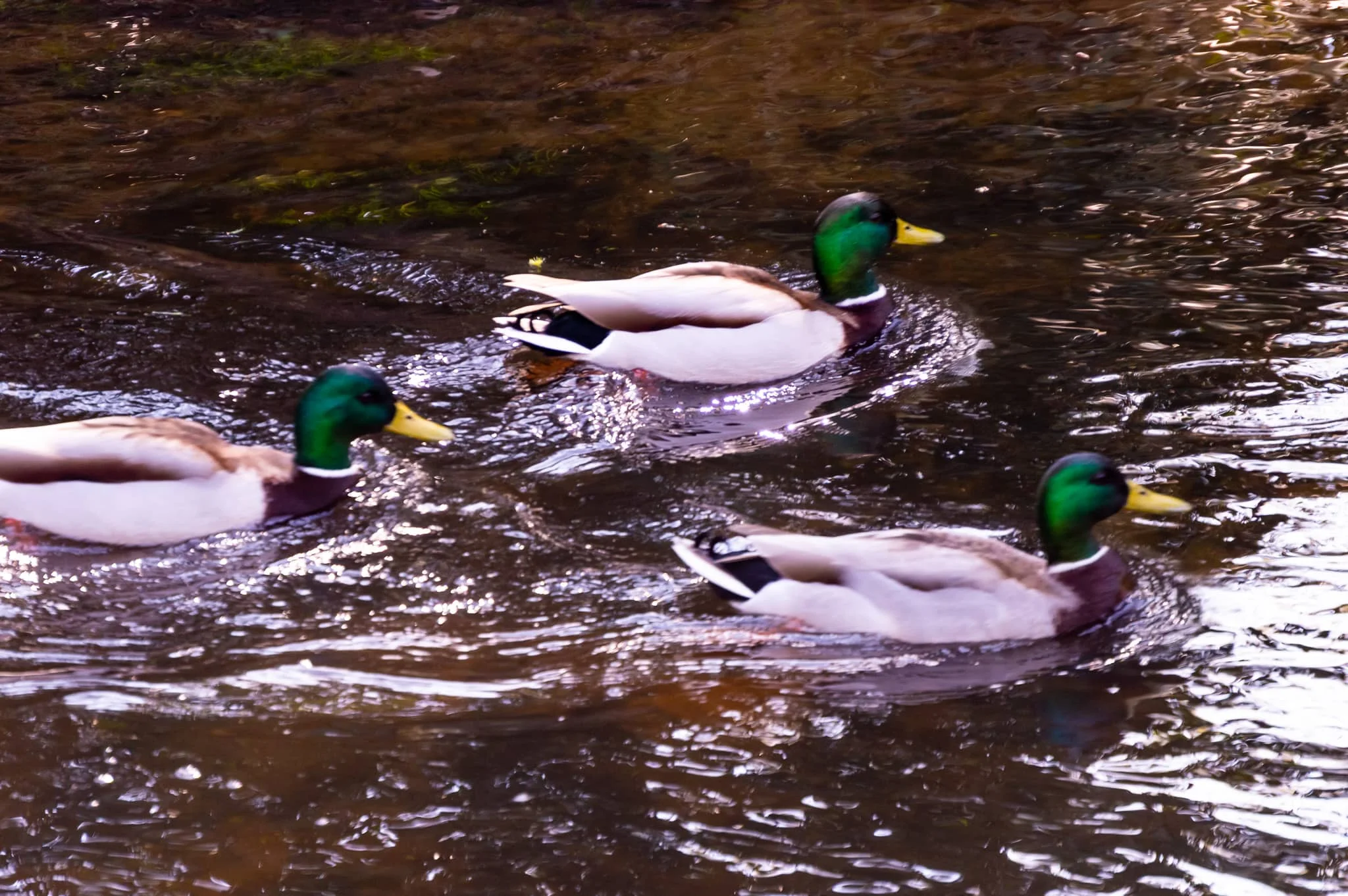 DSC_0078.jpg