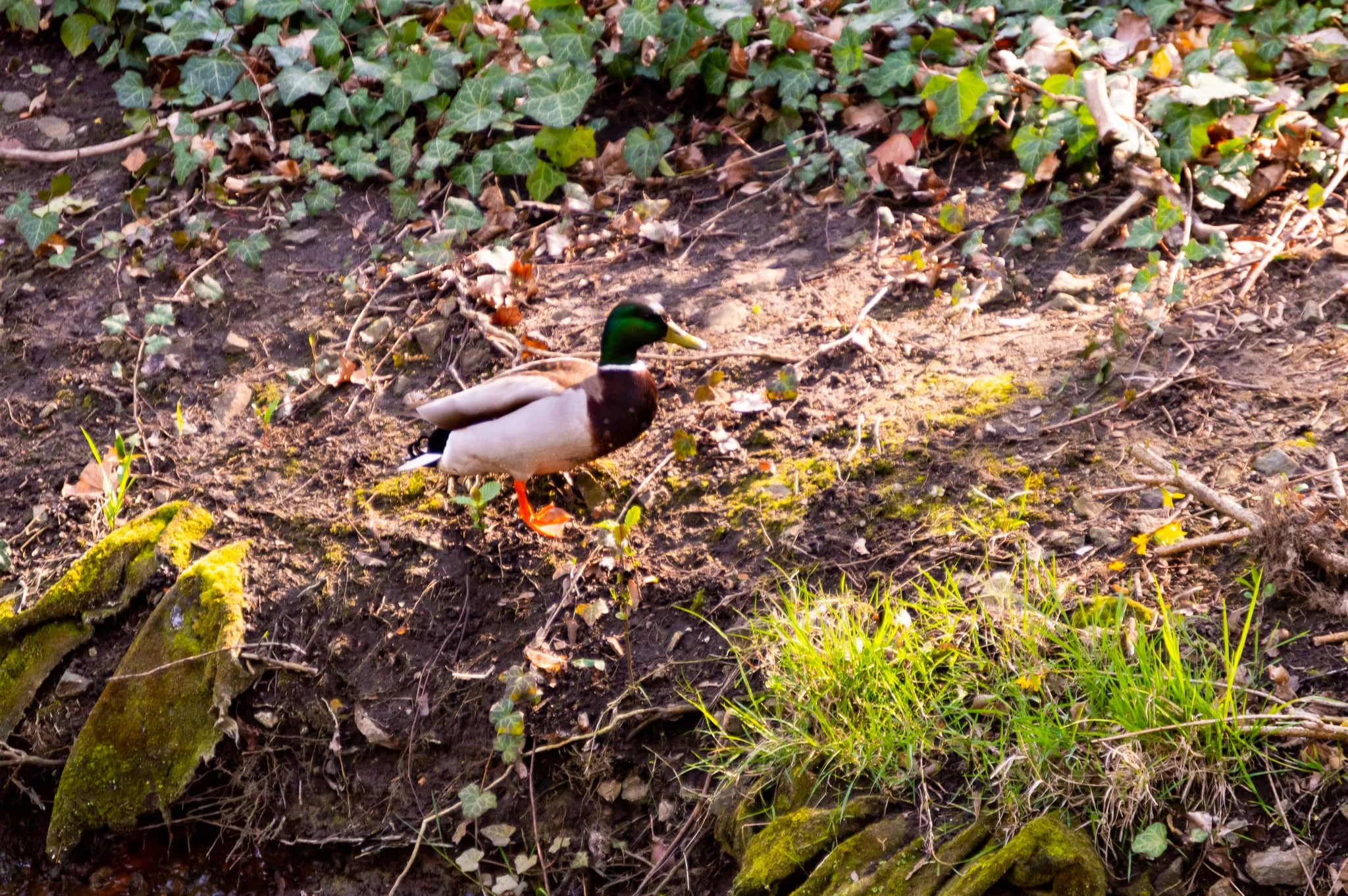 DSC_0079.jpg