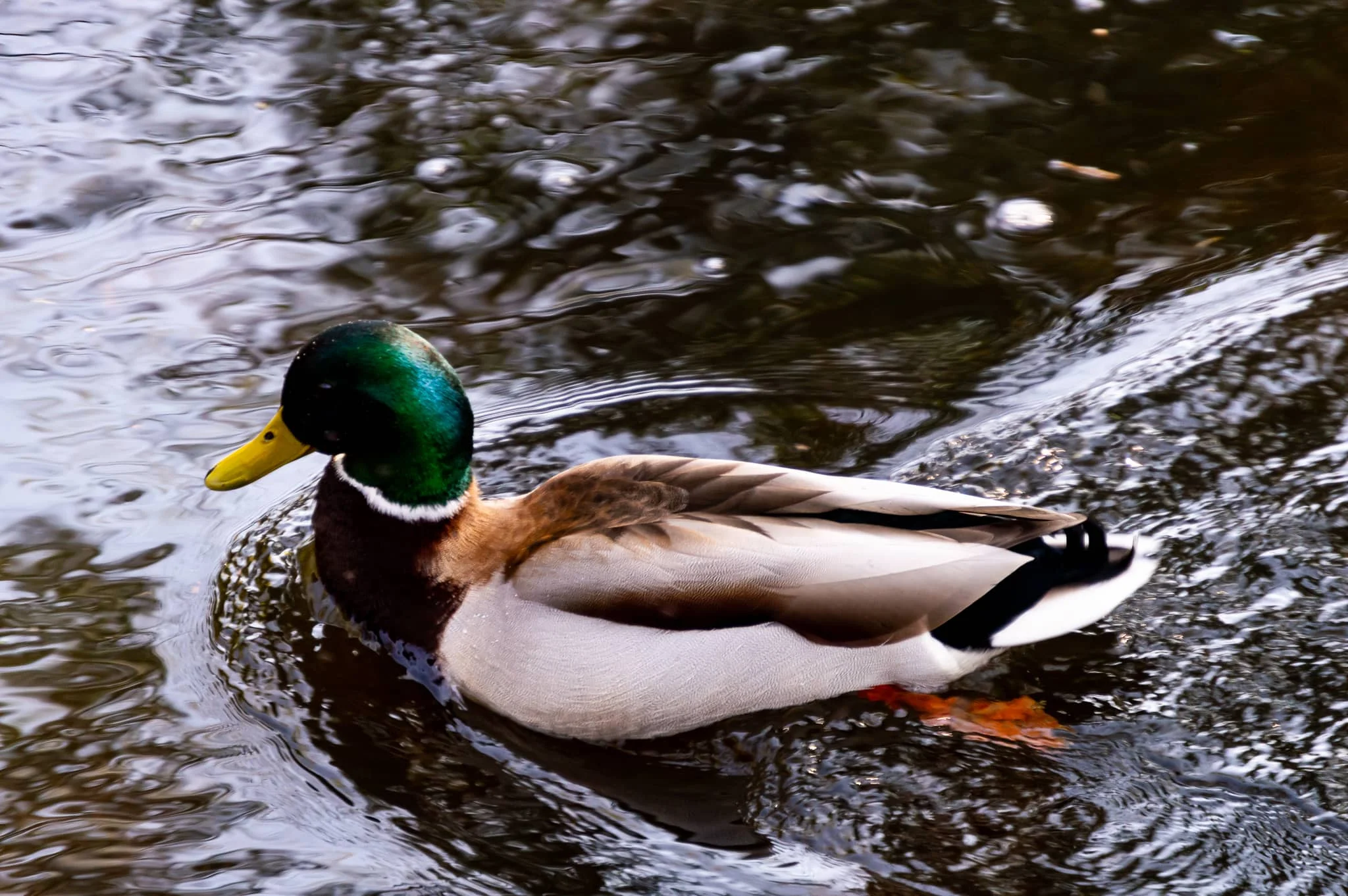 DSC_0089.jpg