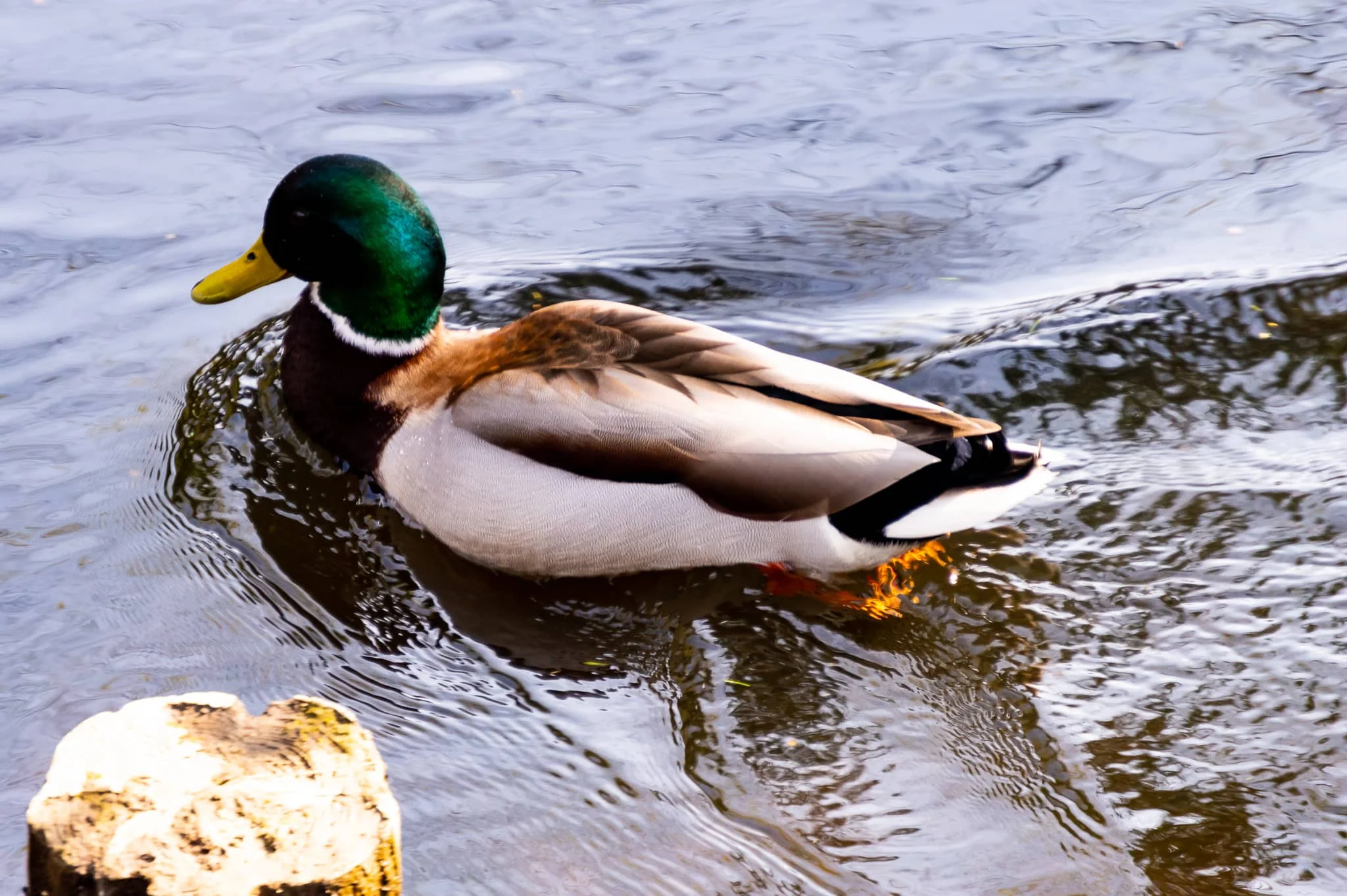 DSC_0090.jpg
