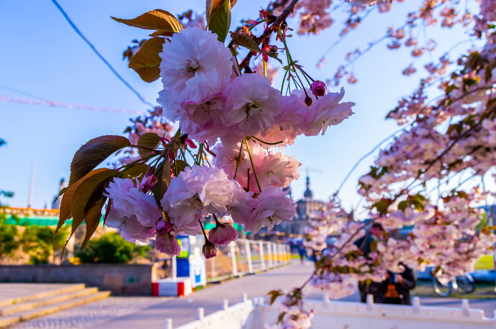 DSC_0501.jpg