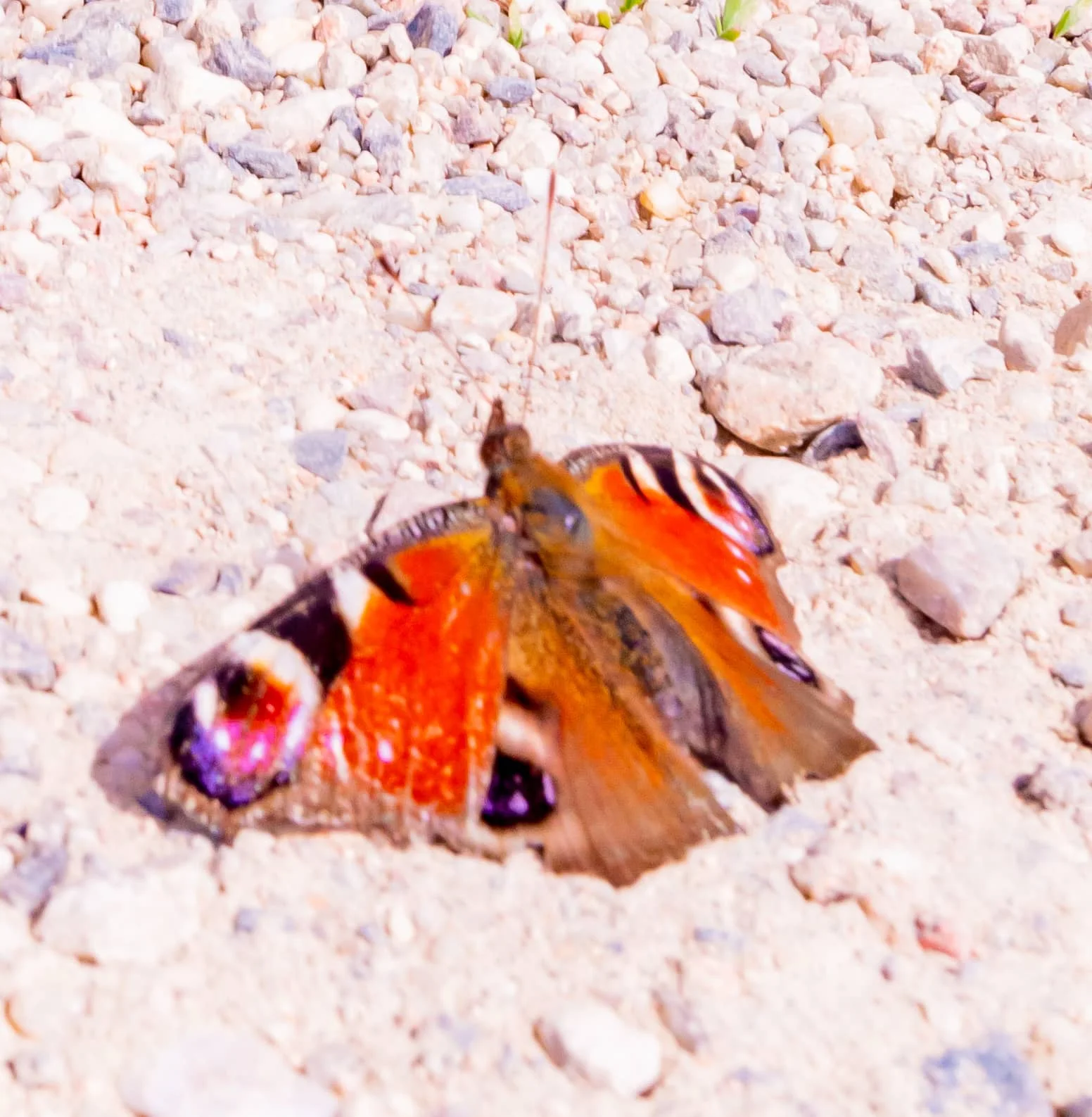 DSC_0754.jpg