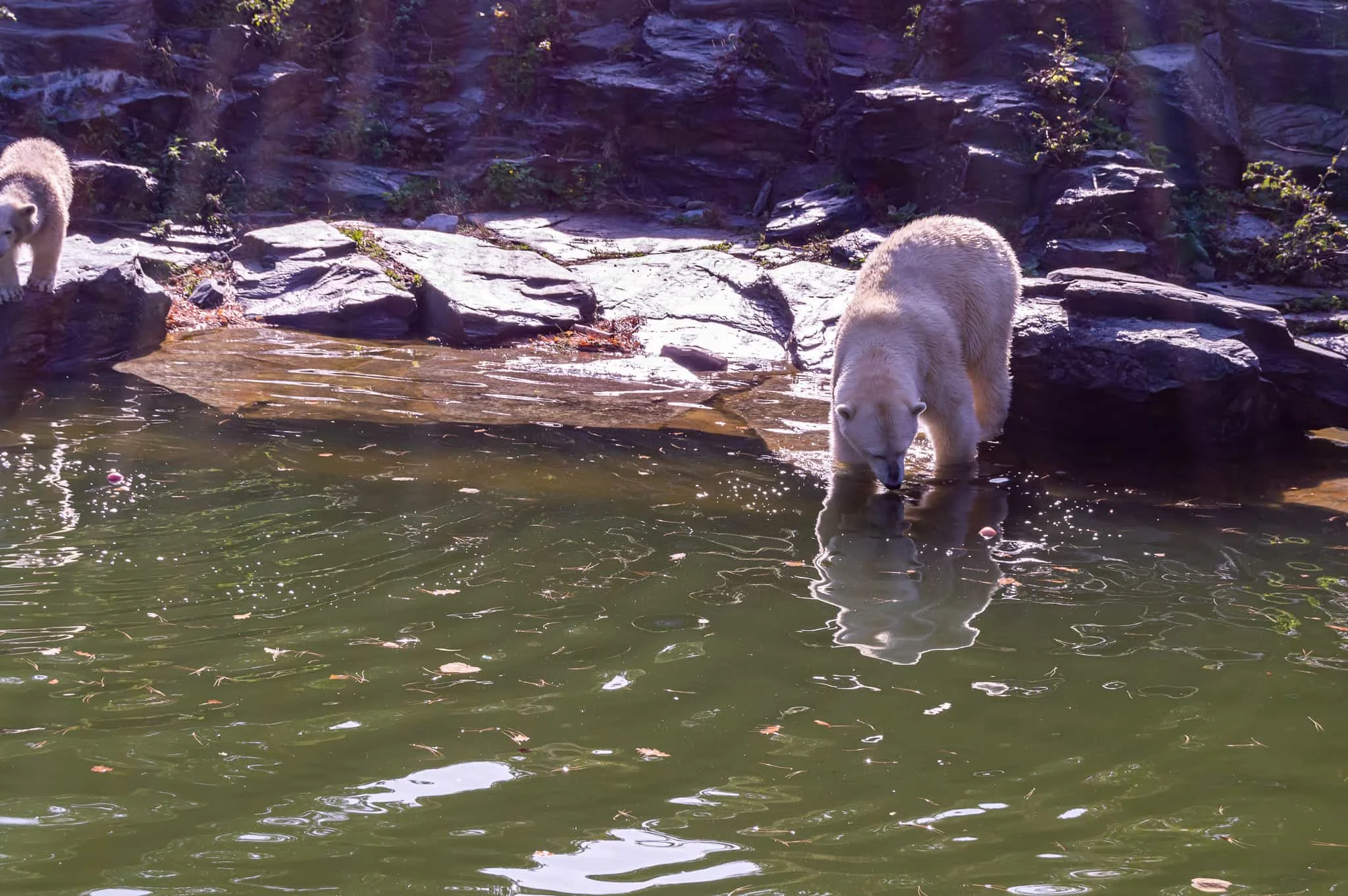 DSC_0955.jpg