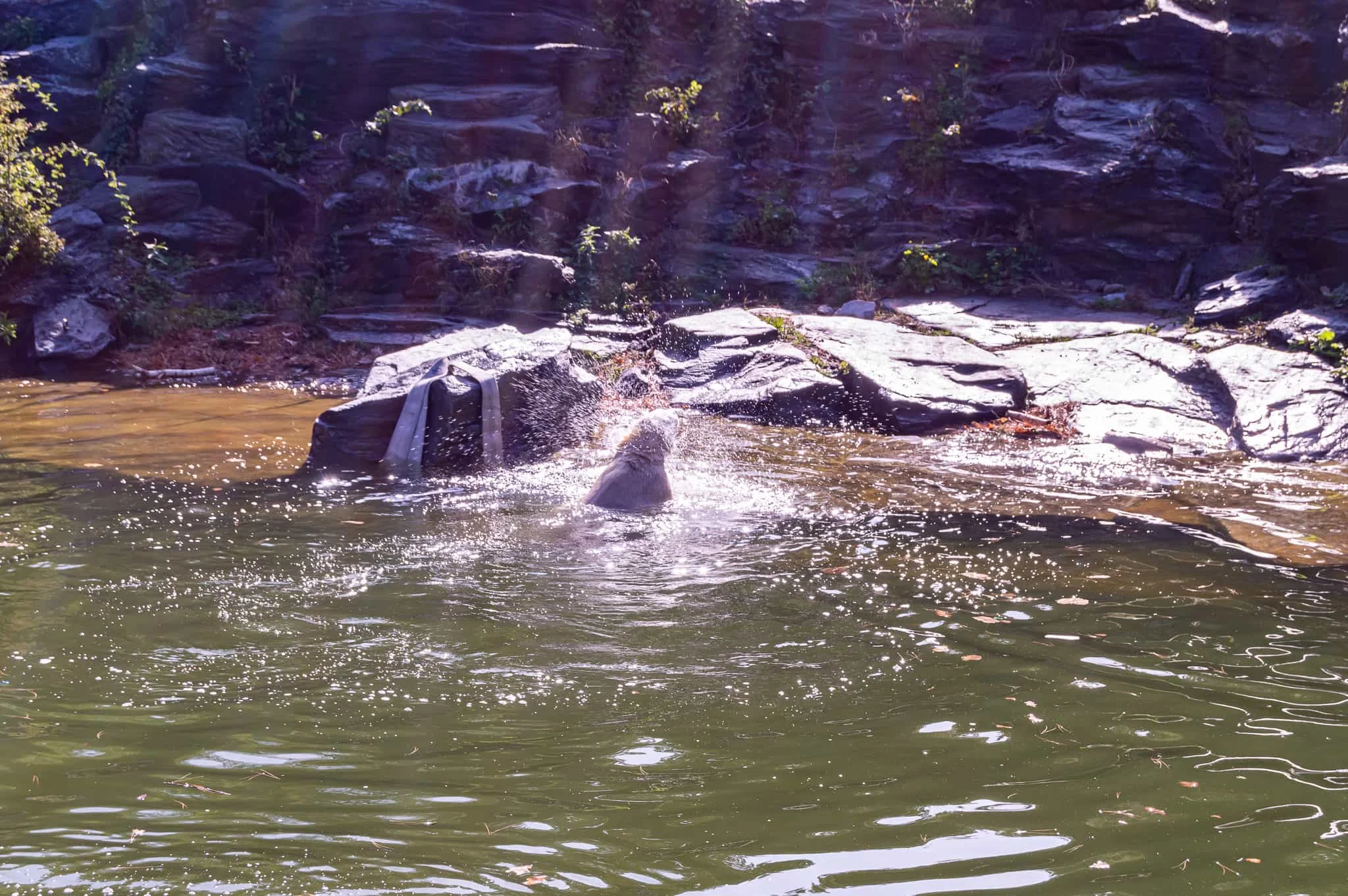 DSC_0965.jpg