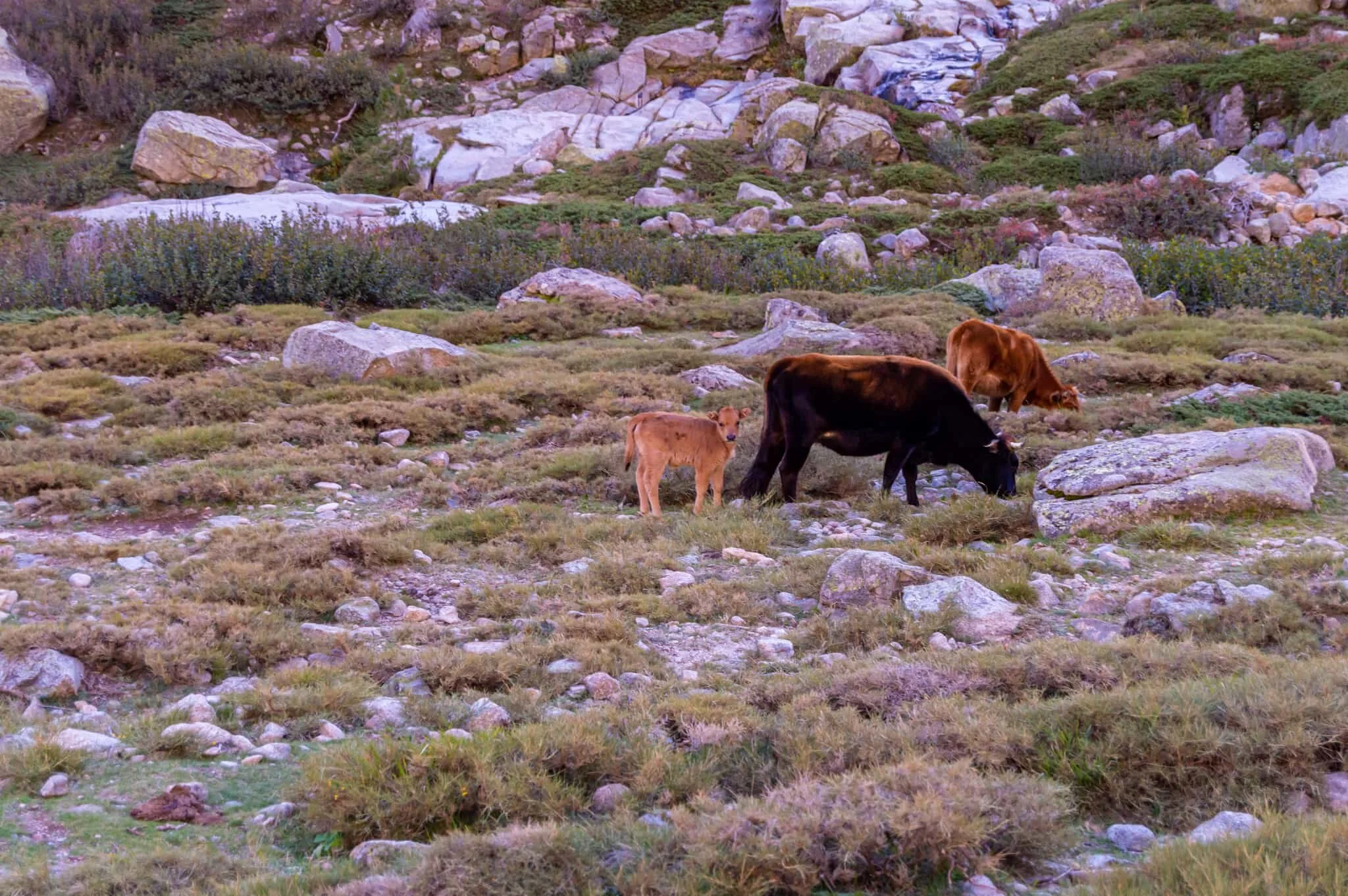 DSC_0361.jpg