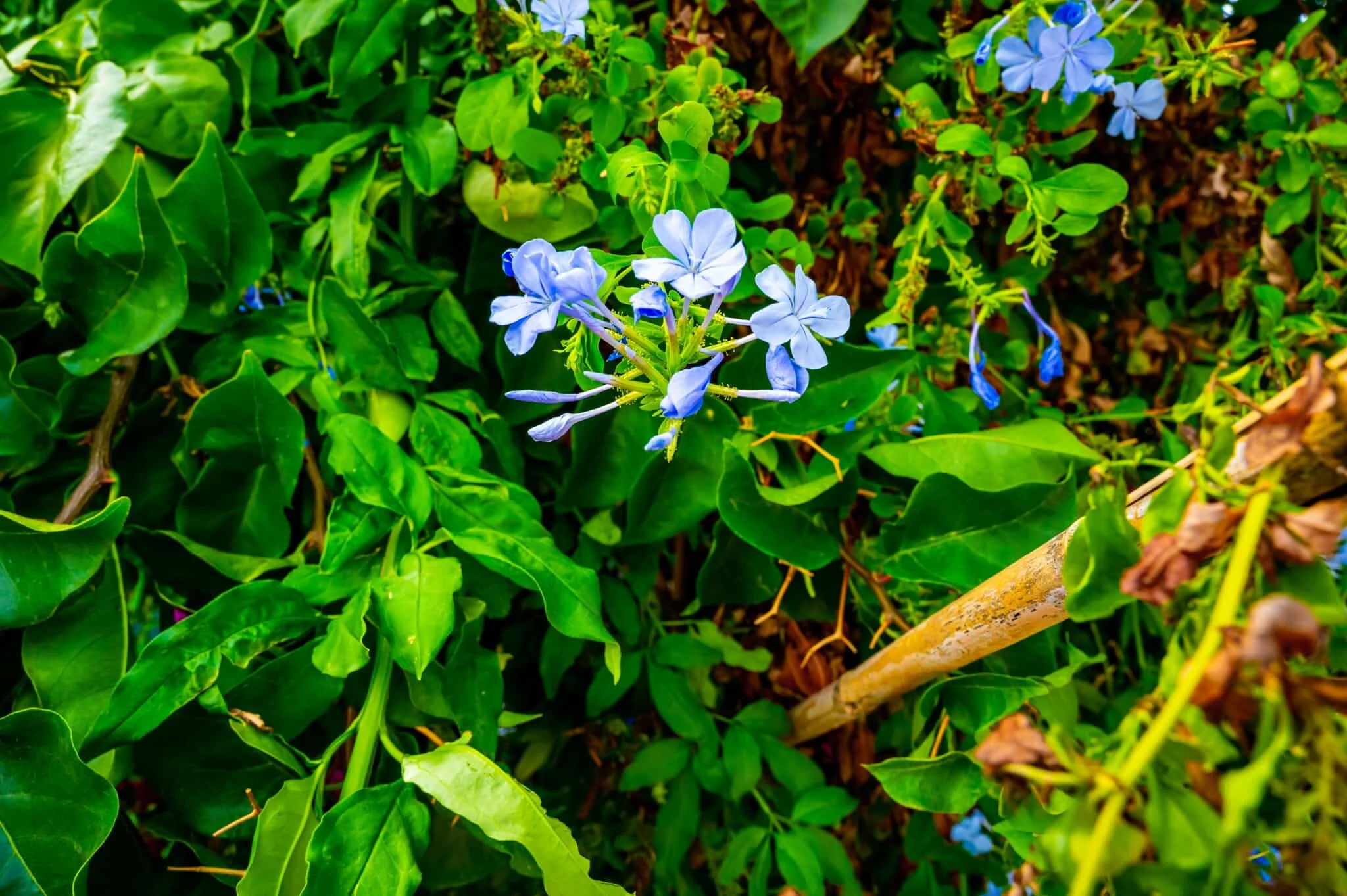 DSC_3745.jpg