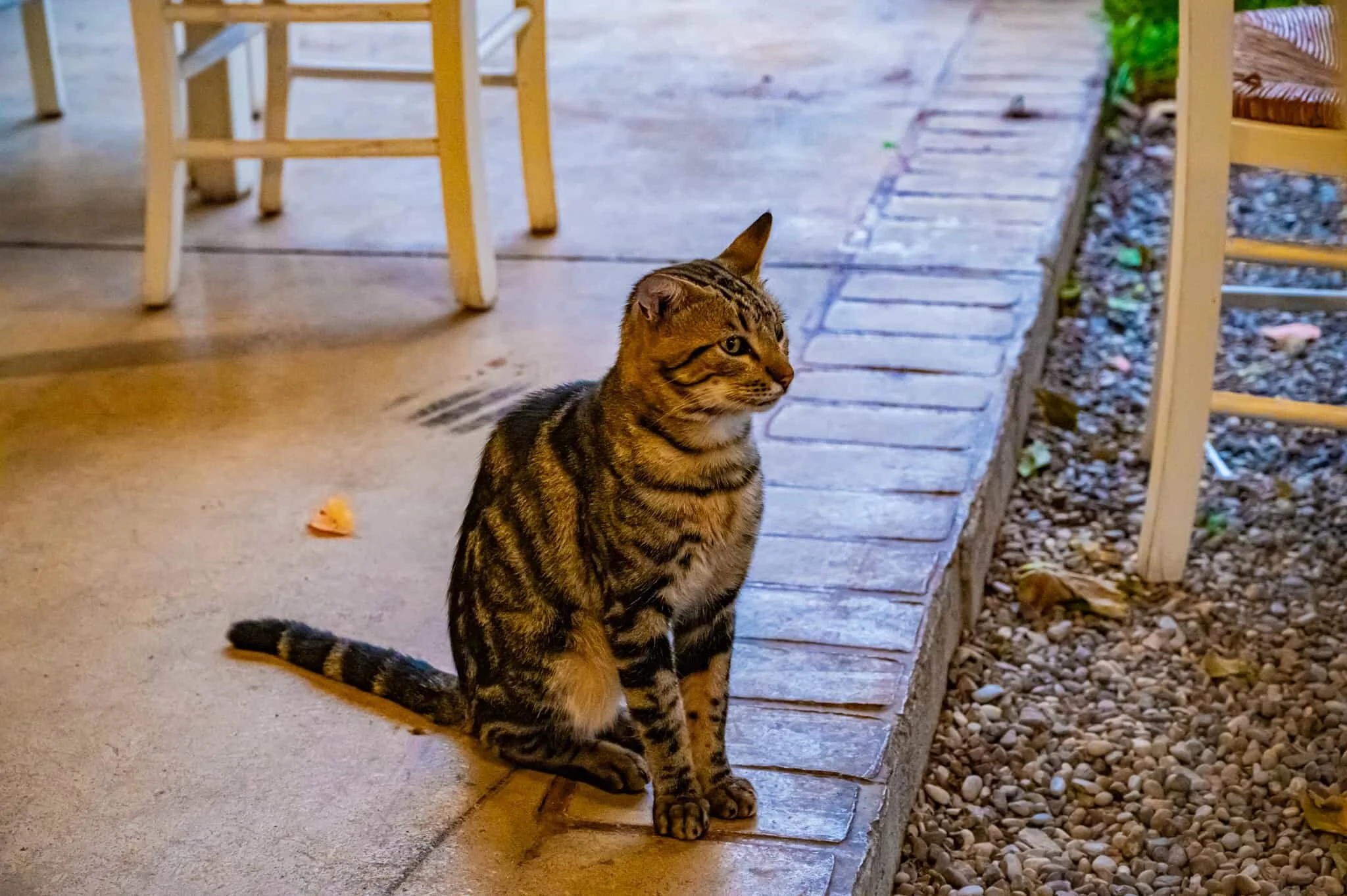 DSC_3940.jpg