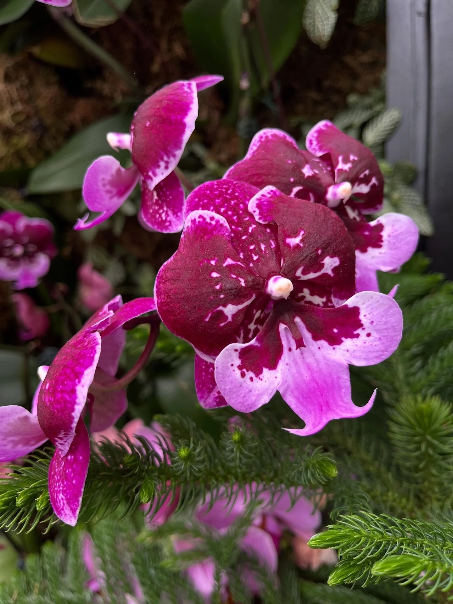 Some close-ups from @nybotanicalgarden orchid show! A great way to get through this February weather&hellip;I&rsquo;m already thinking about when I can go again. ❤️🩷💜🧡💛