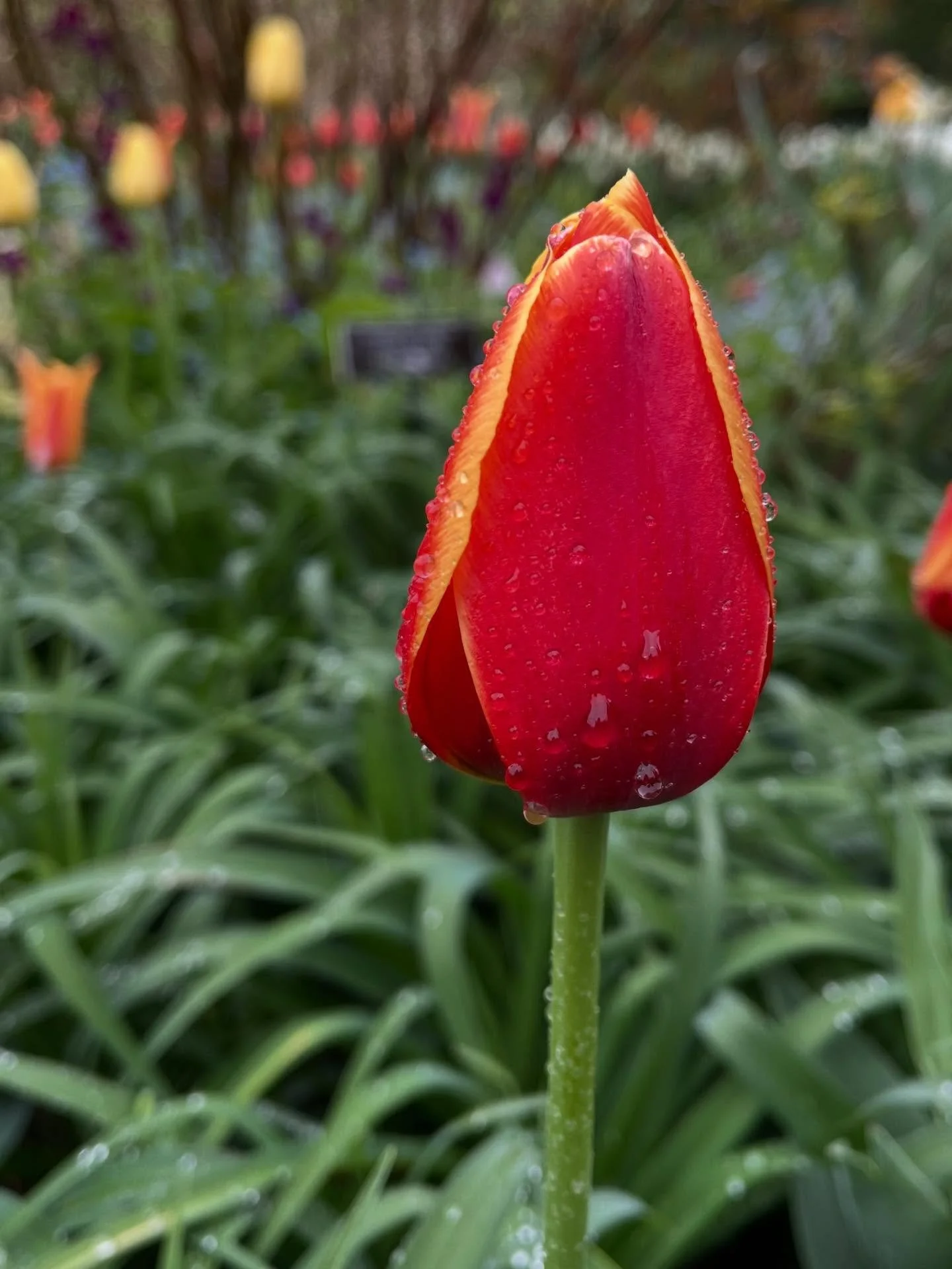 It&rsquo;s spring! @nybotanicalgarden 🌷🌷🌷