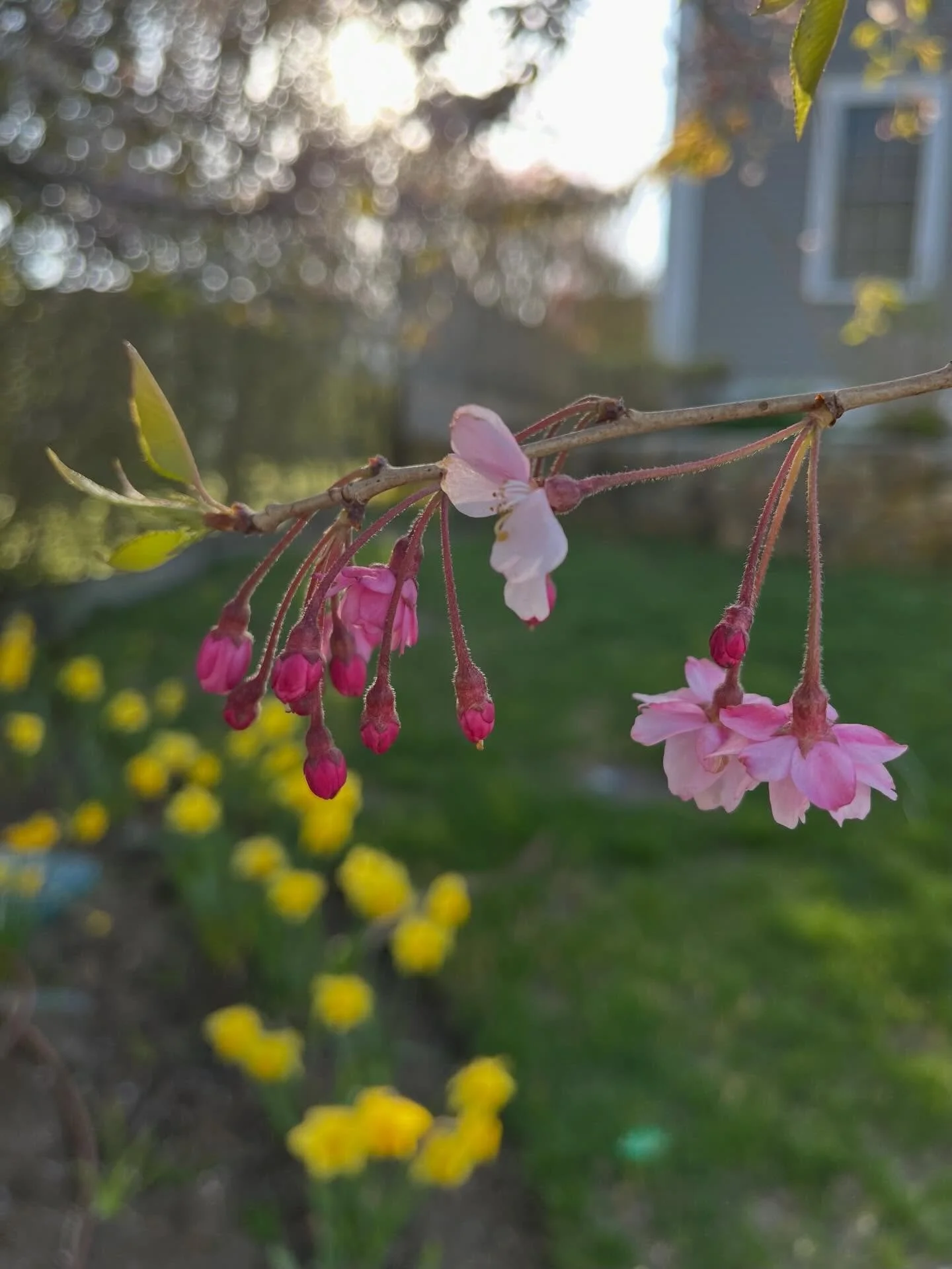 A beautiful morning walk, with cherry blossoms and daffodils still blooming here #nantucket