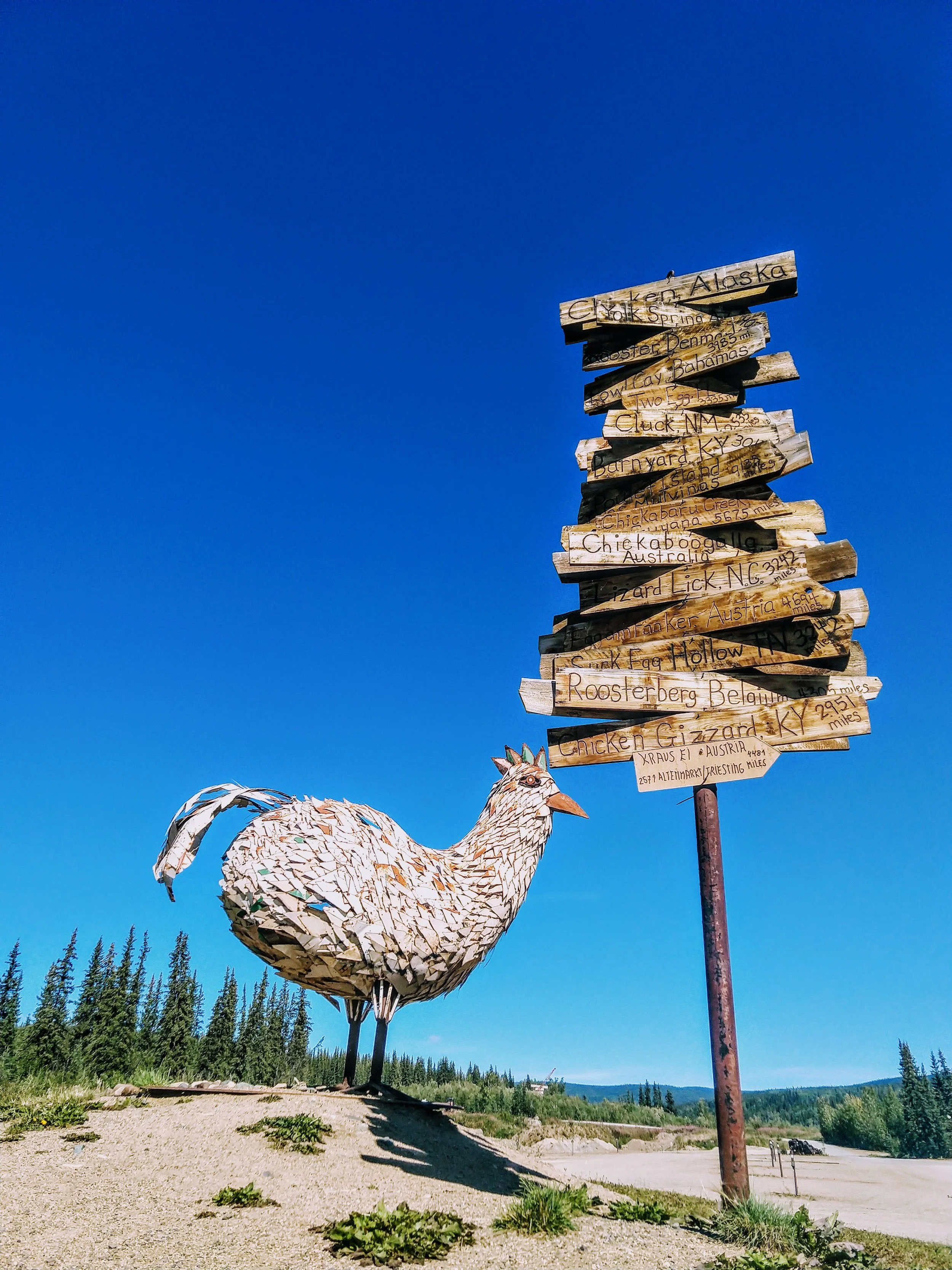 A chicken in Chicken, AK.