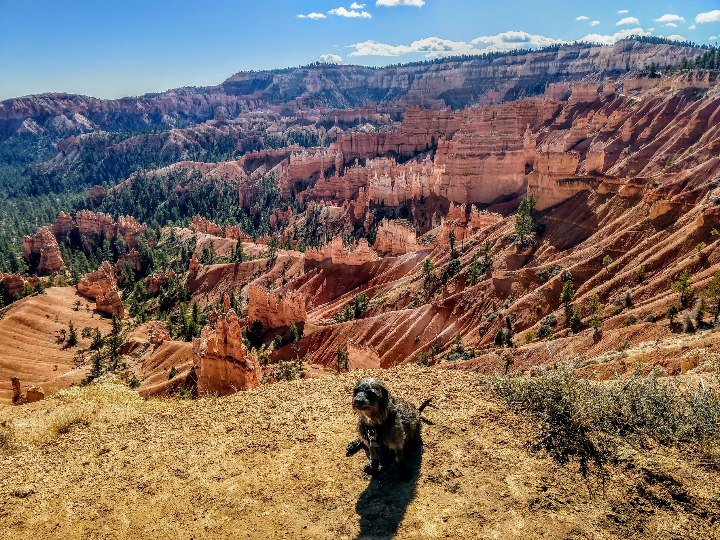 Hoodoos at Bryce Canyon, Utah.