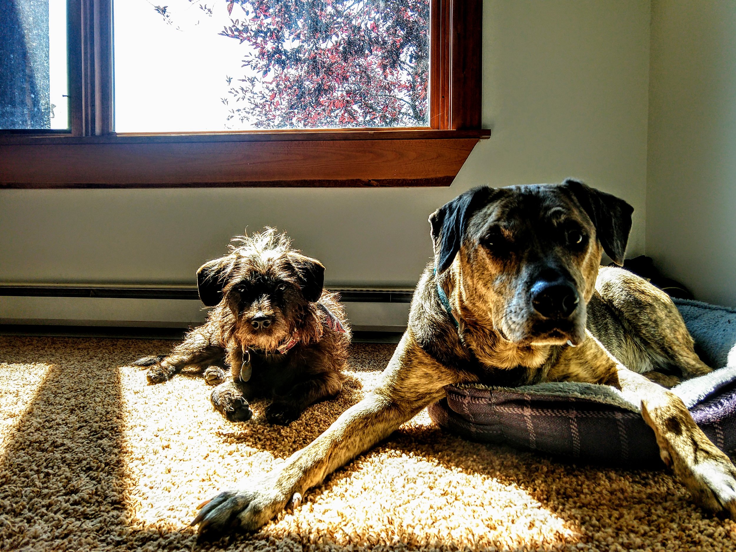 Pelé &amp; Seamus, Bozeman, MT