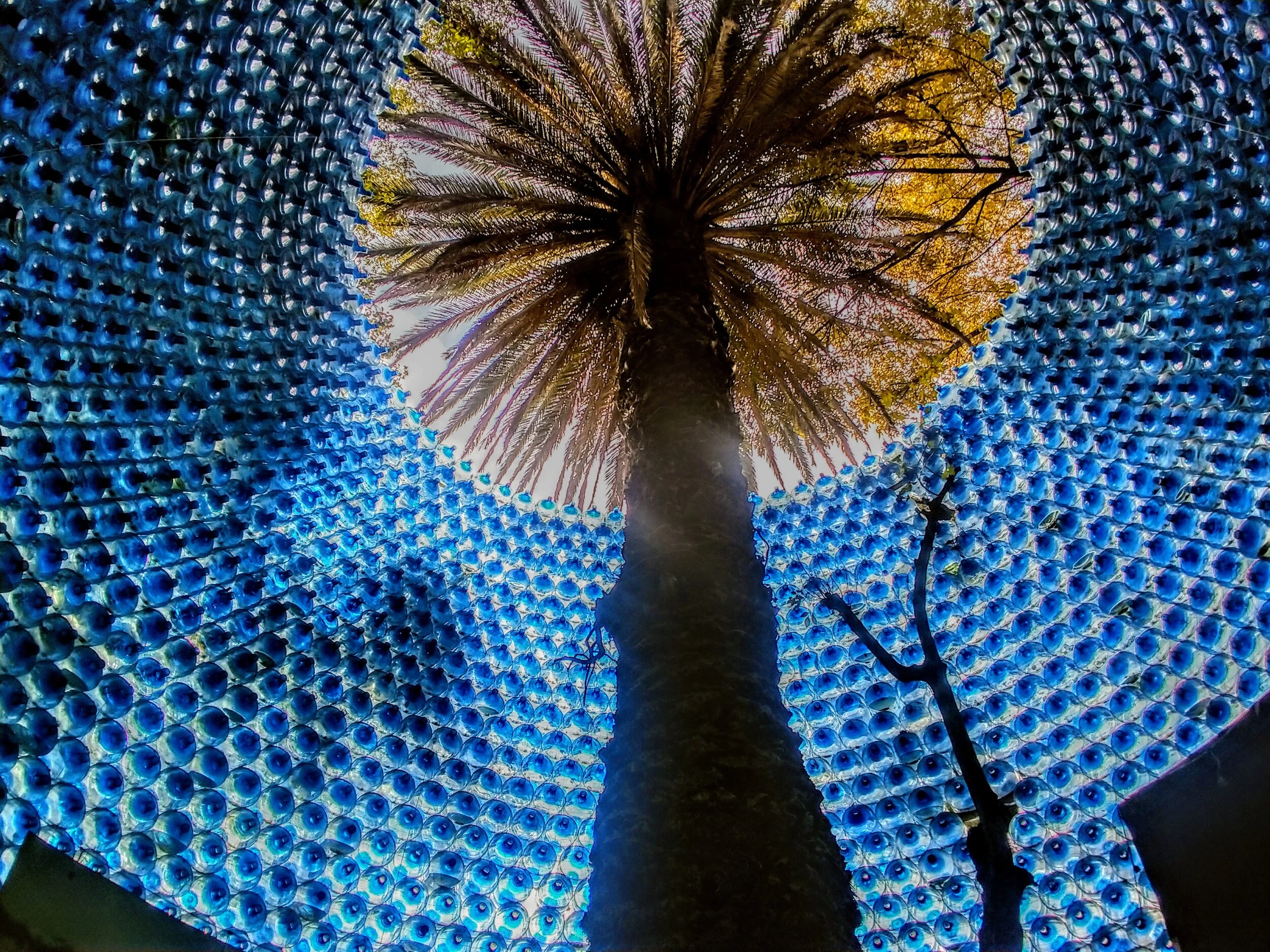 Made of recycled bottles, the wall which surrounds this tree is quite beautiful. - Mexico City, MX