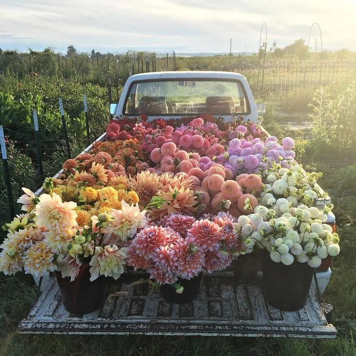 Image: Floret Flowers Market