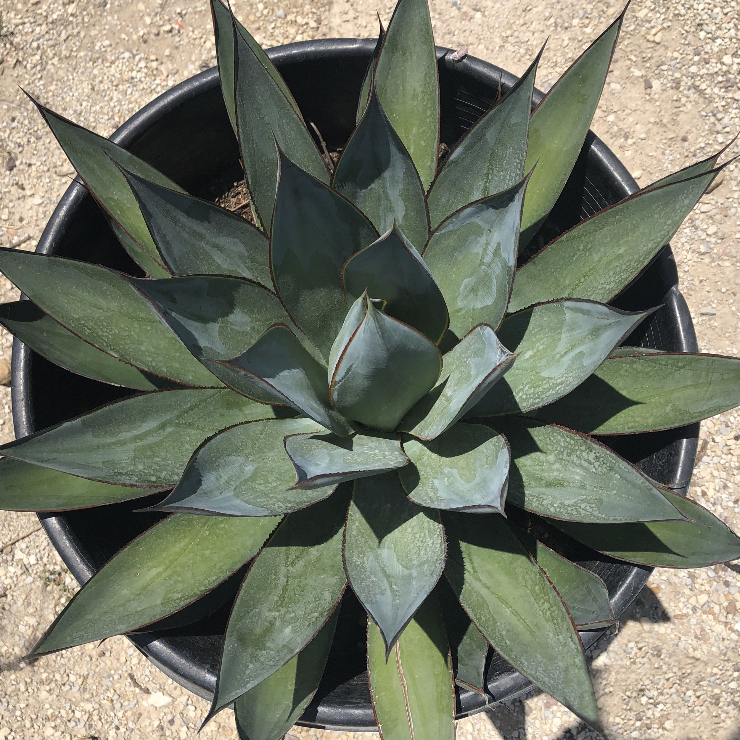 Five Agave to Know and Love — Verdi