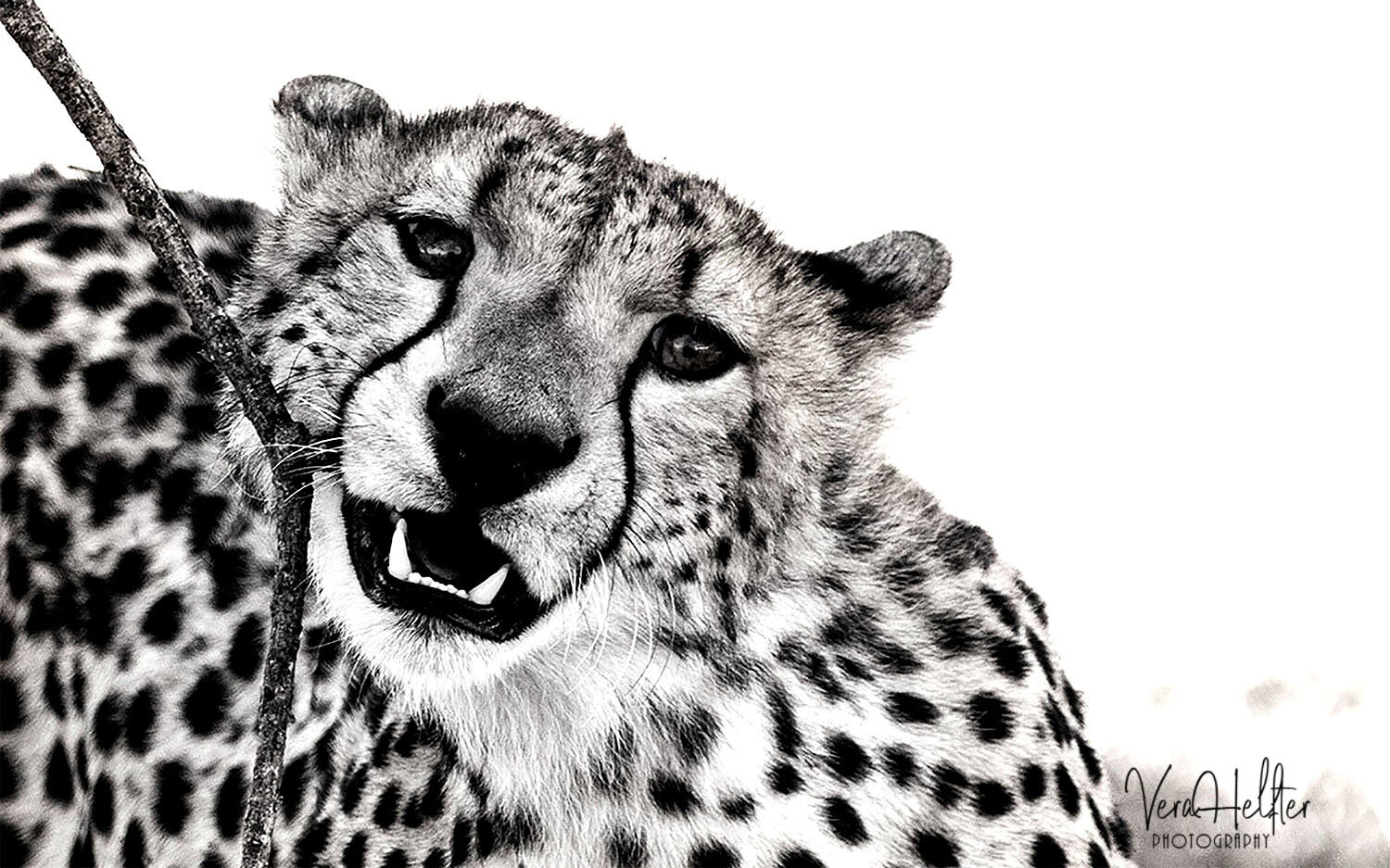 Cheetah-with-stick-for-Web.jpg