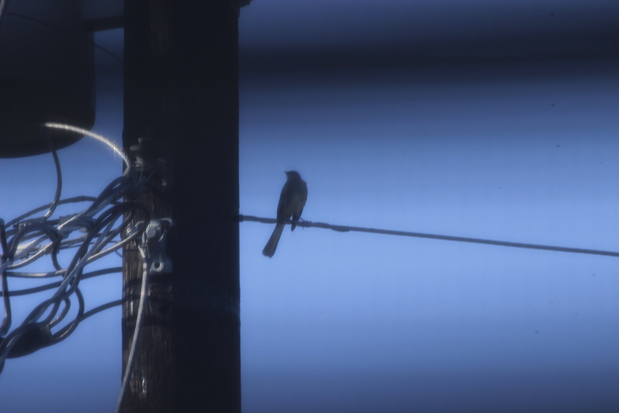 Bird on Wires.JPG
