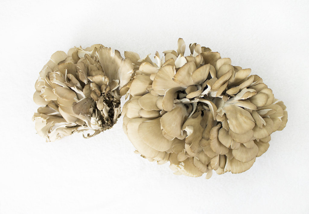Maitake, the Dancing Mushroom, aka, Hen of the Woods, Grifola frondosa