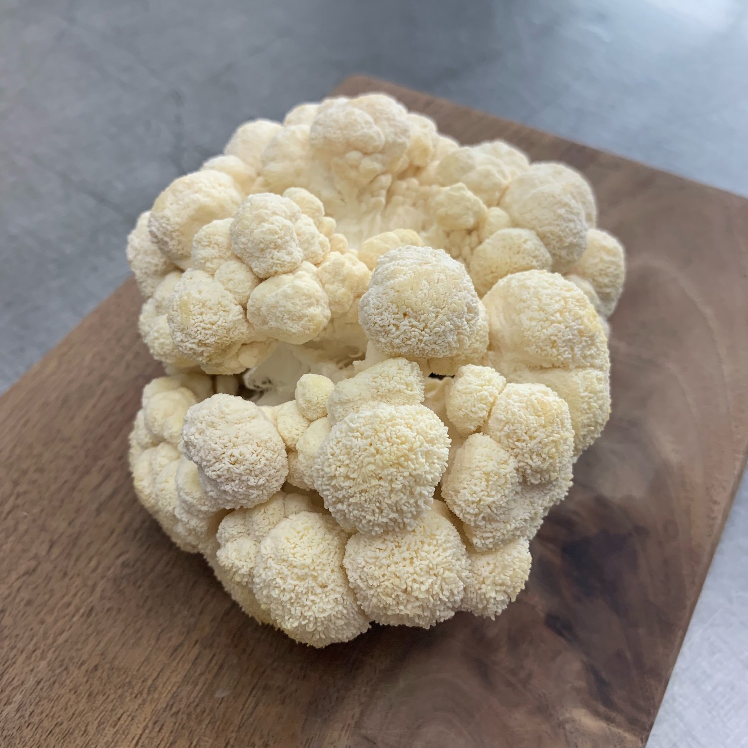 Lion’s Mane (Hericium erinaceus)