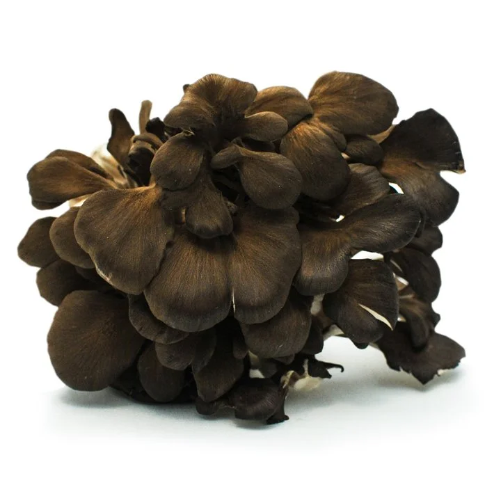 Fungi Gallery — The Mushroom Hub