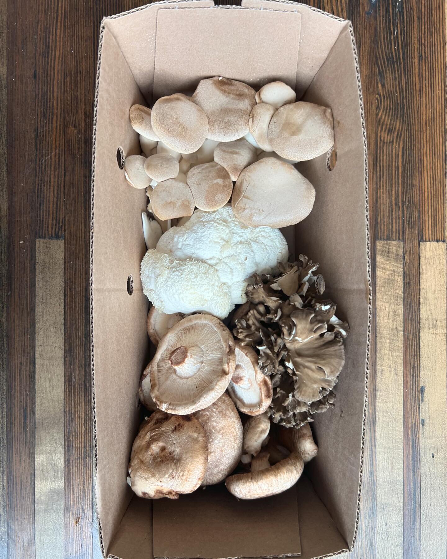 A #ShroomsterBox is our pride and joy. Stop by today and grab a box or two in #YQG from 10-12 and #Detroit 2-4. Stop on by and let&rsquo;s chat #mushrooms!