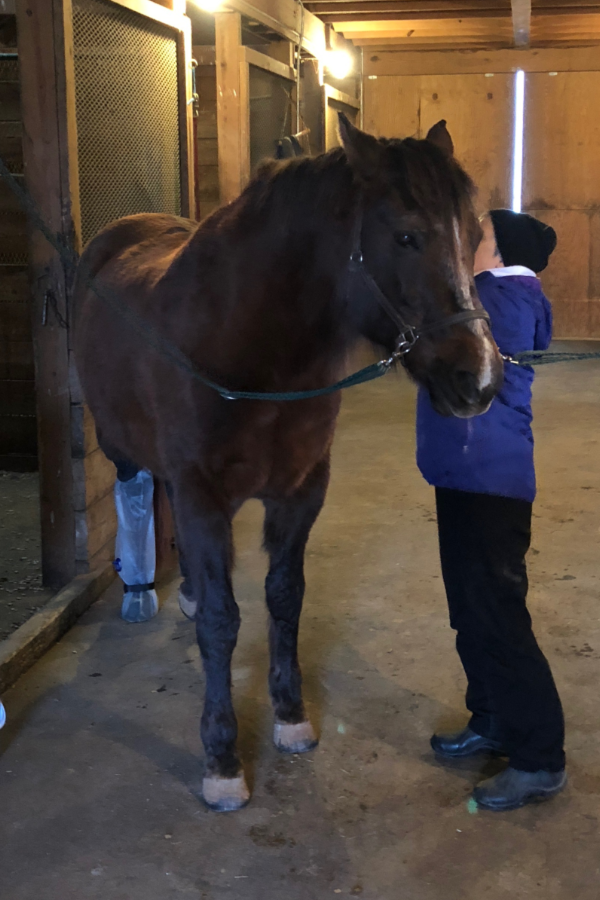 Equine Suspensory Ligament Focal Lesion