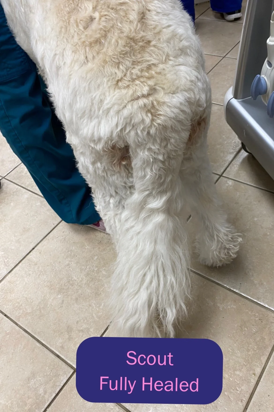 Post Surgical Healing Following Cyst Removal from Tail