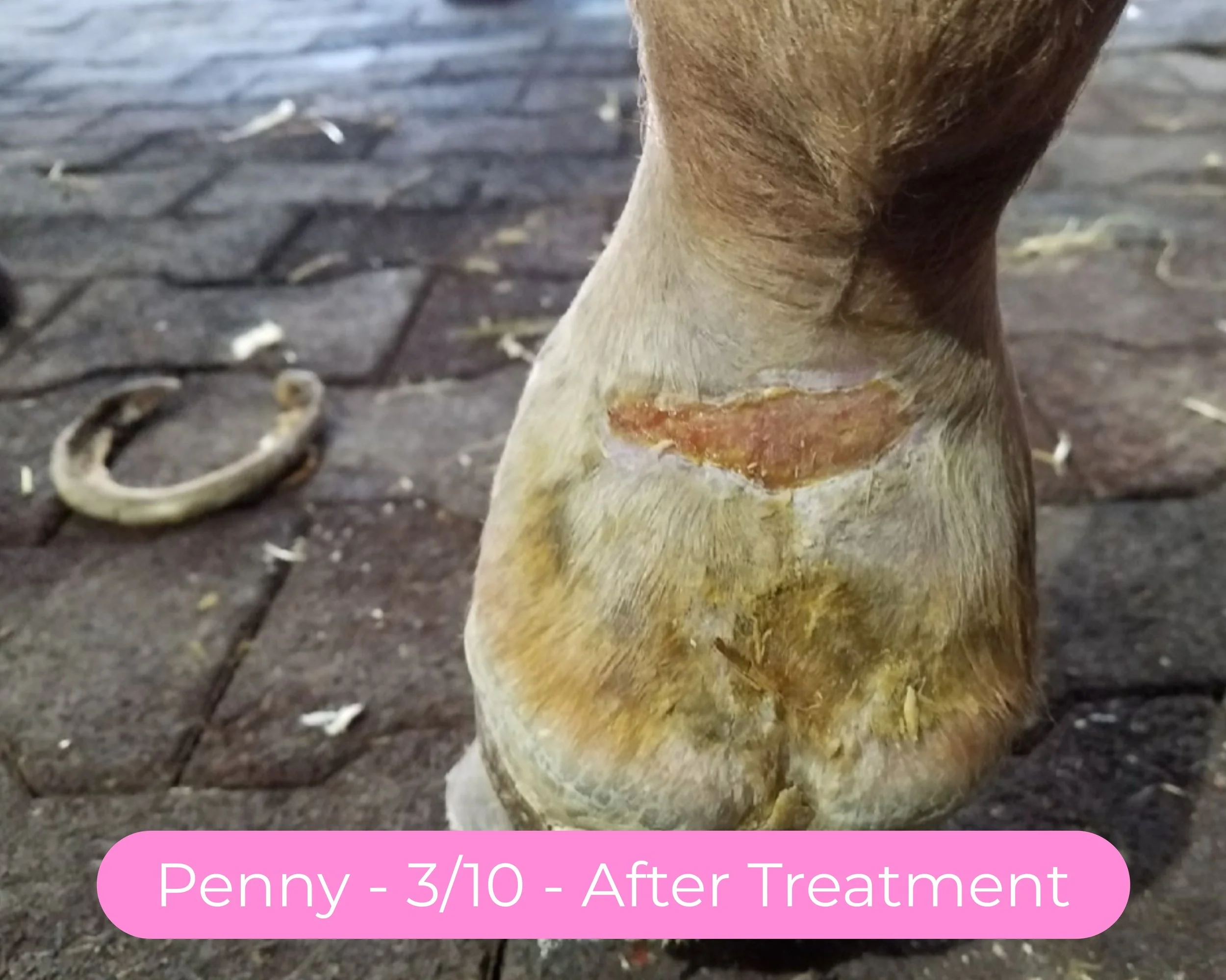 Osteomyelitis, septic navicular bursitis, and septic tenosynovitis following a puncture wound