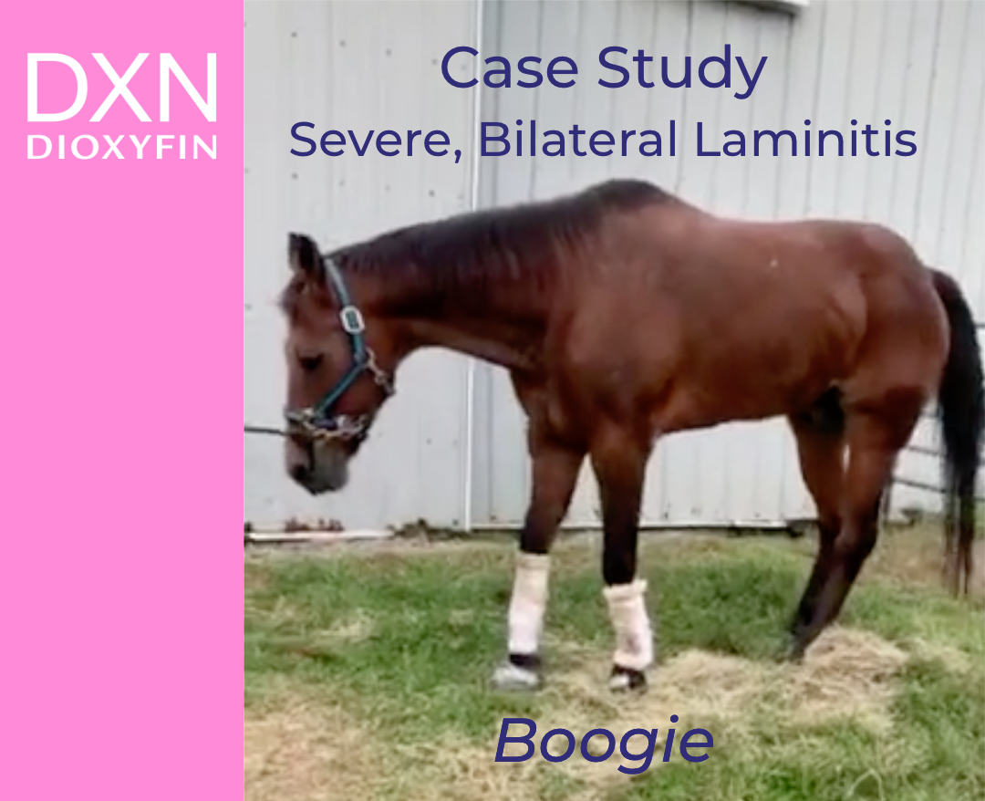 Severe Chronic Bilateral Forelimb Laminitis