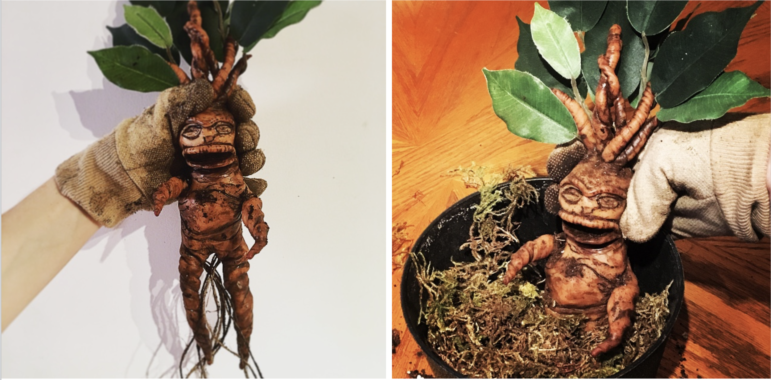 Mandrake