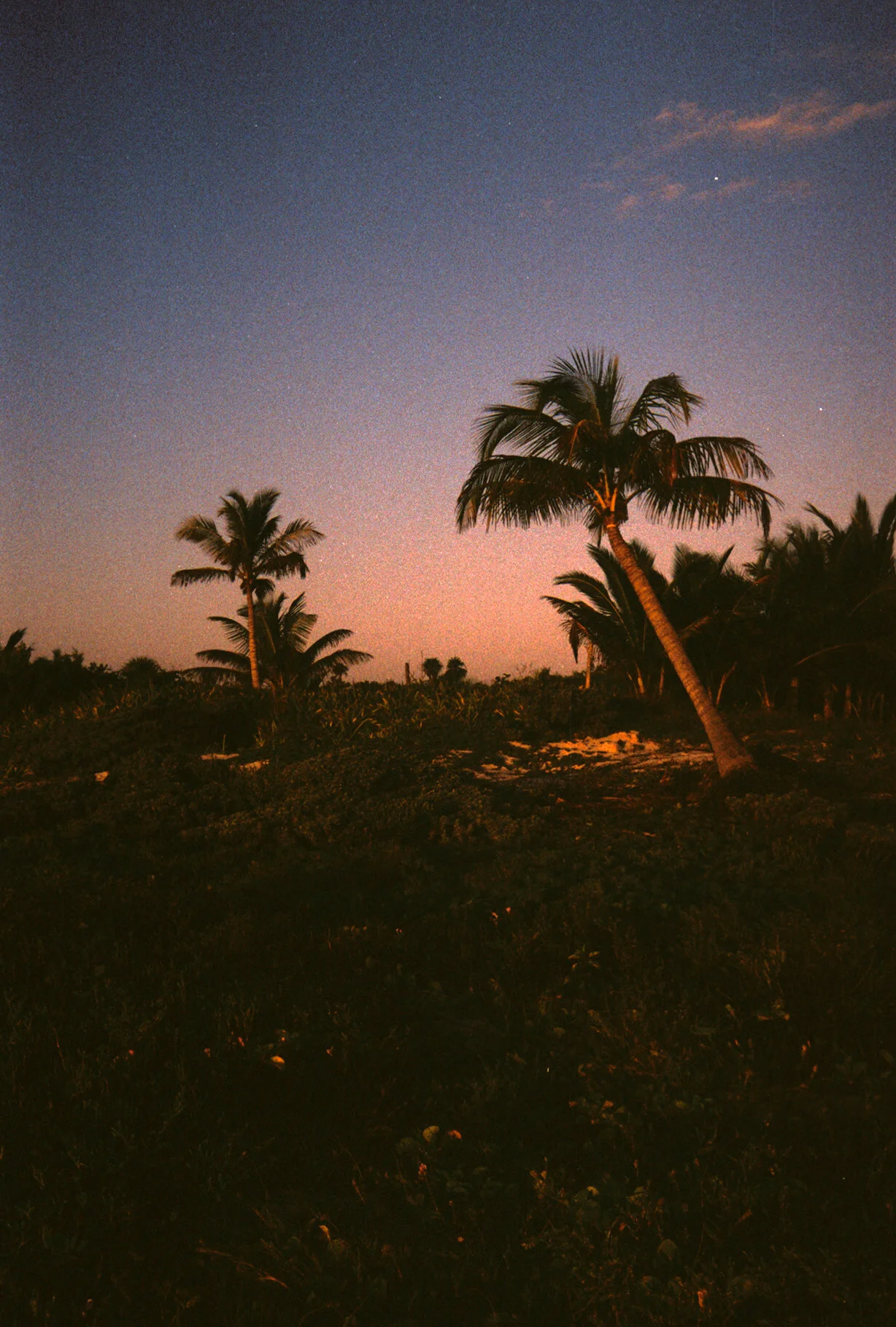 palms.jpg