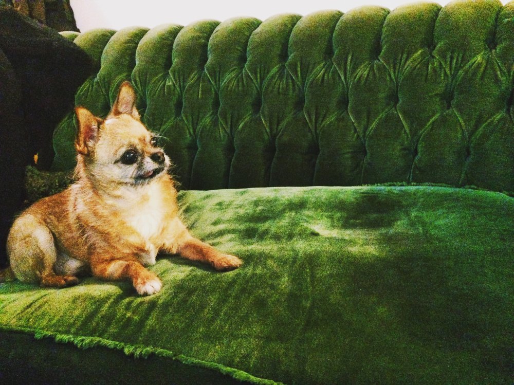 Simon is Sarah's partner in daydreaming and designing, but his paws never go near the actual cakes. As co-owner of the business, he's there to remind everyone to take a break and have a snack, step outside for some fresh air, and never be ashamed to take a nap when you need one.