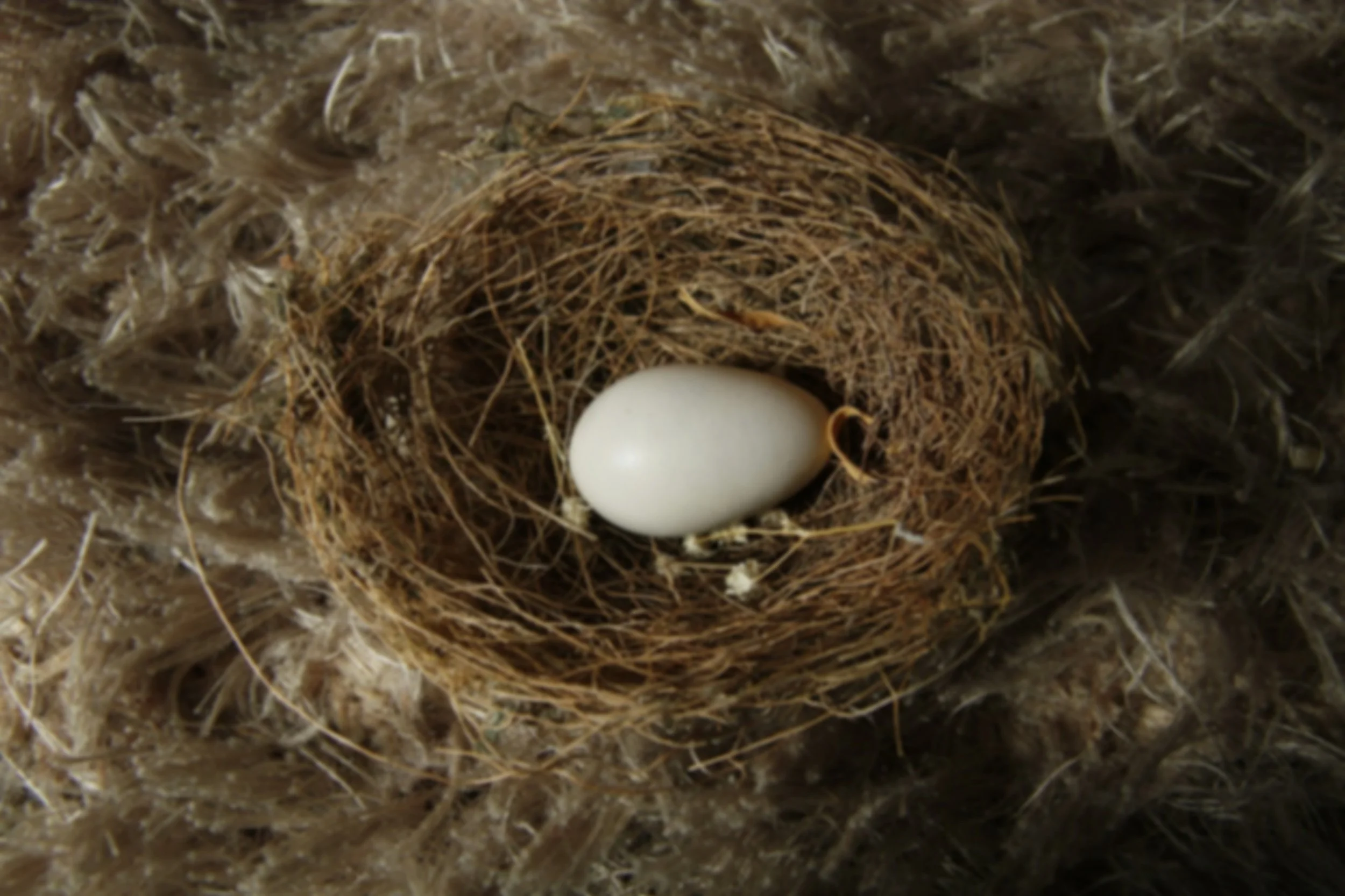 A white egg and tiny white dried flower stem tucked into a nest made of thin branches on an off-white shag rug