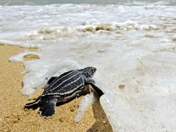 Turtle Watching