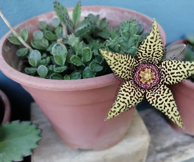 ...... your pretty
.
. ...... getting our home garden ready for your #weddingflowers. .
.
#cactus #cactusflower #homegarden #costarica #flowerdesign #weddinginspiration #pottedplants #weddingideas