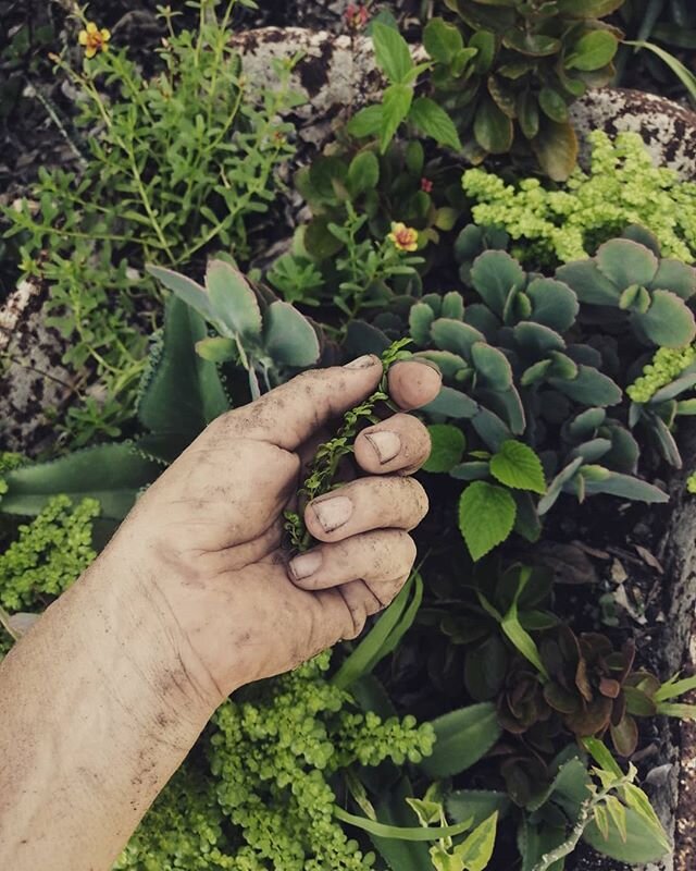 dirty hands, dirty nails...... getting physical with the earth. 
#everydayisearthday